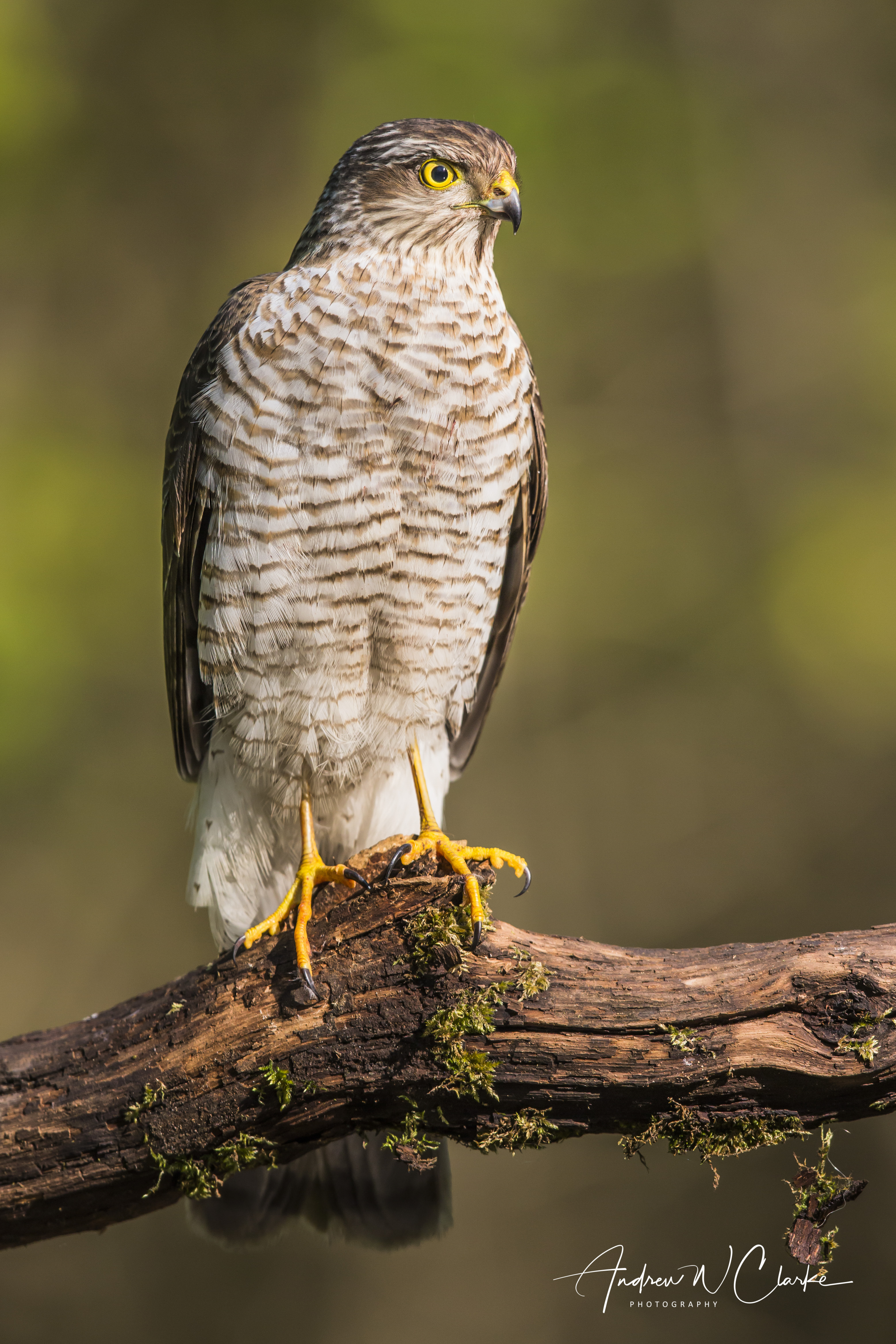 Eurasian Sparrowhawk