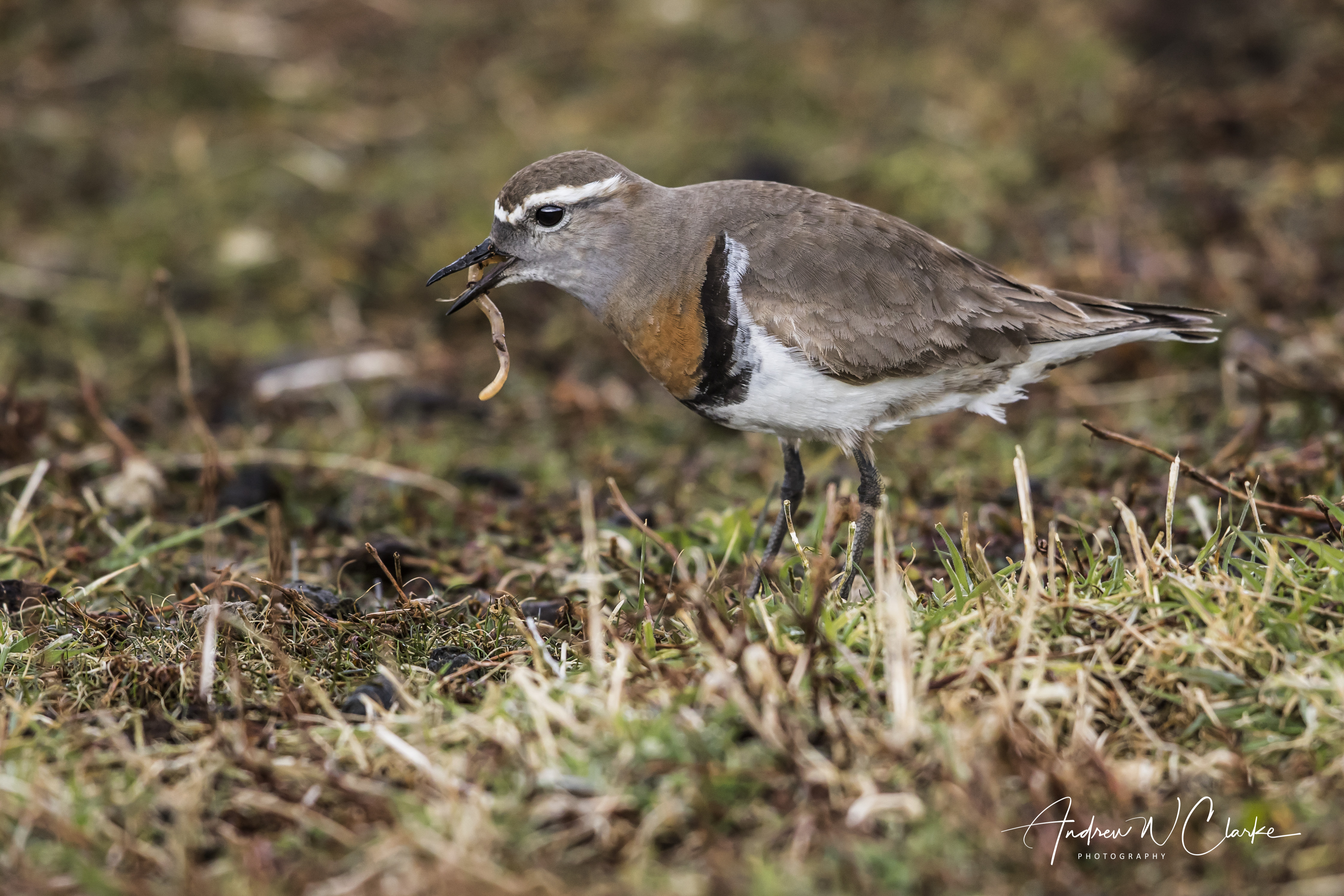 Rufous-chested Dotterel