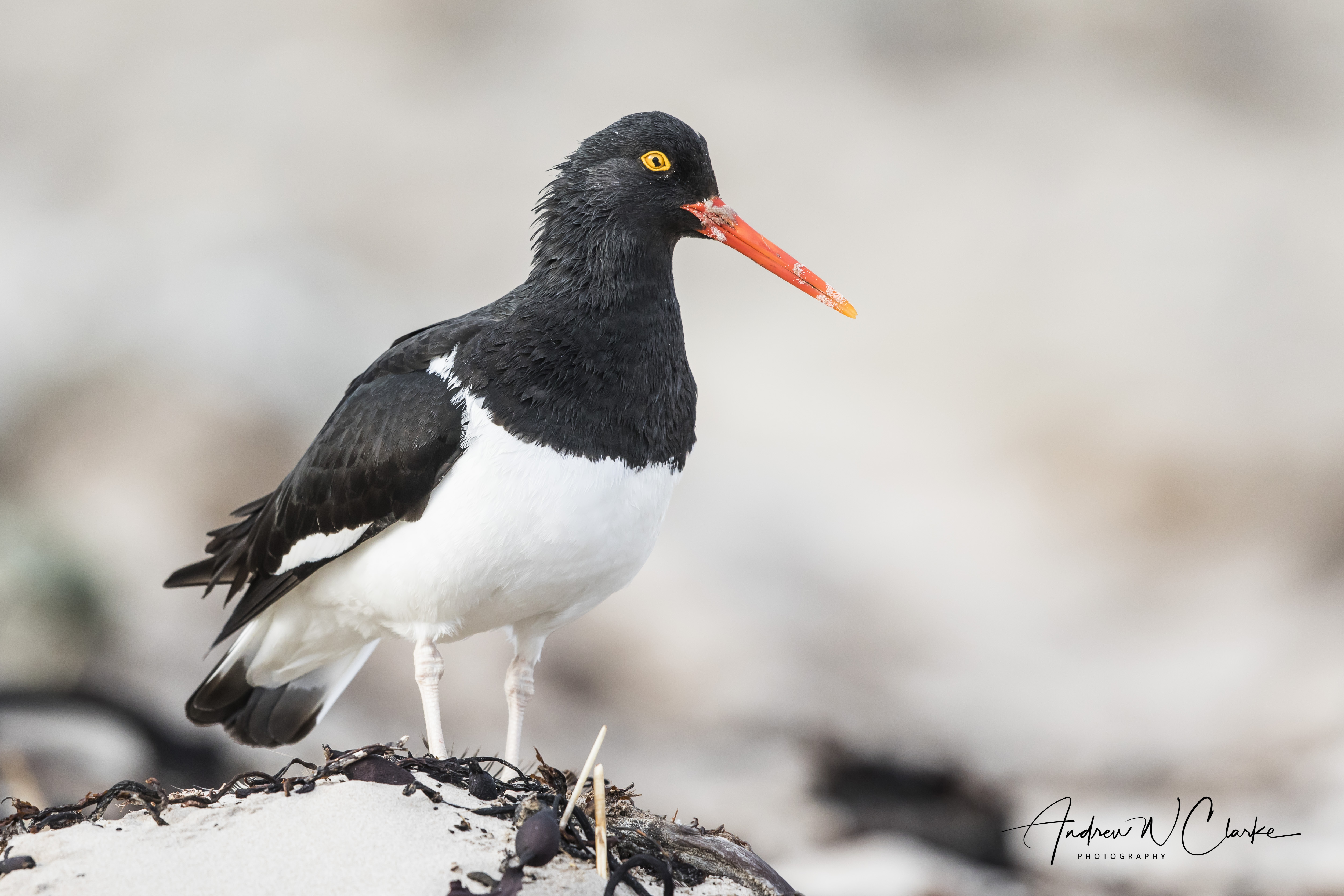 Magellanic Oystercatcher