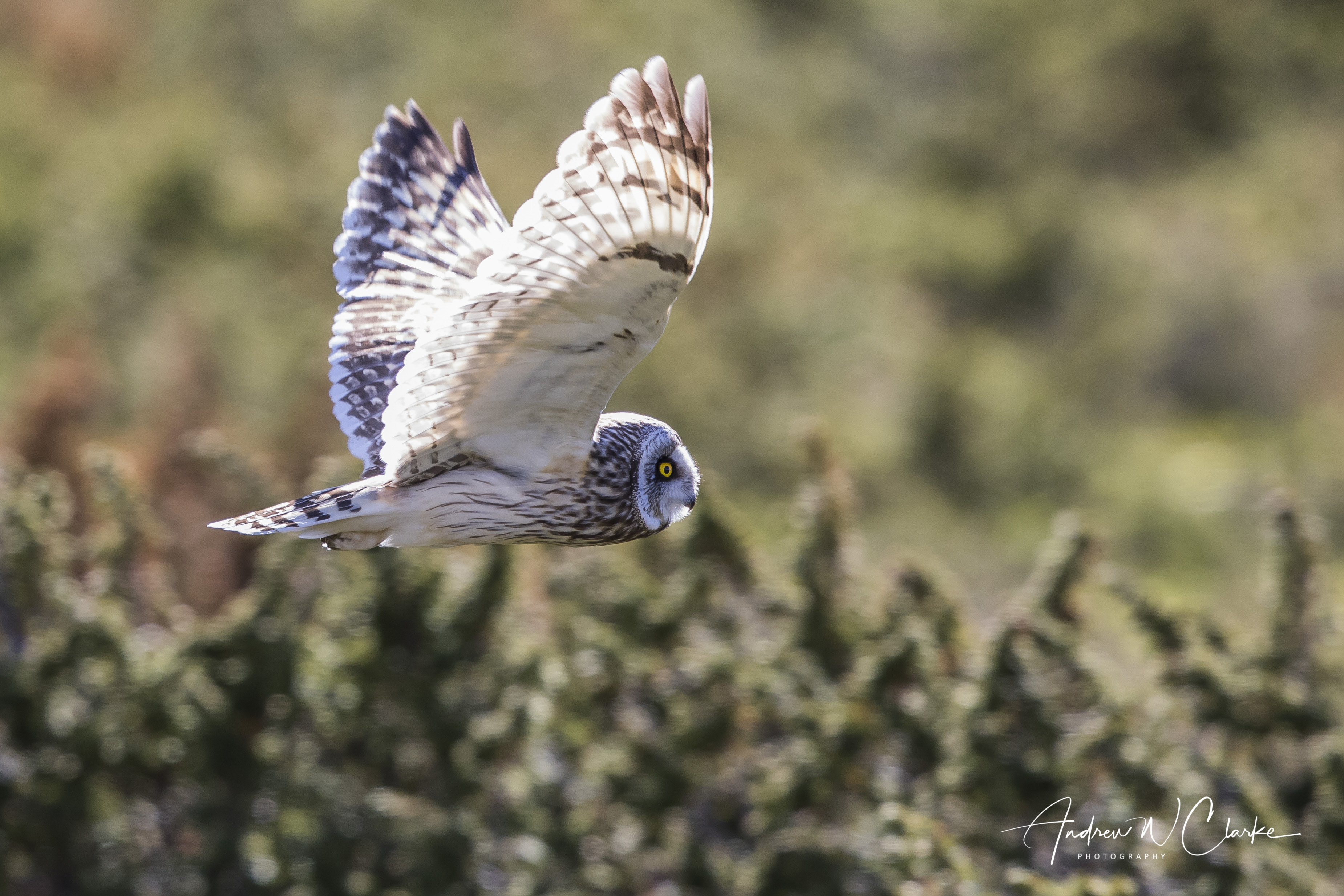 Short-eared Owl / Jordugle