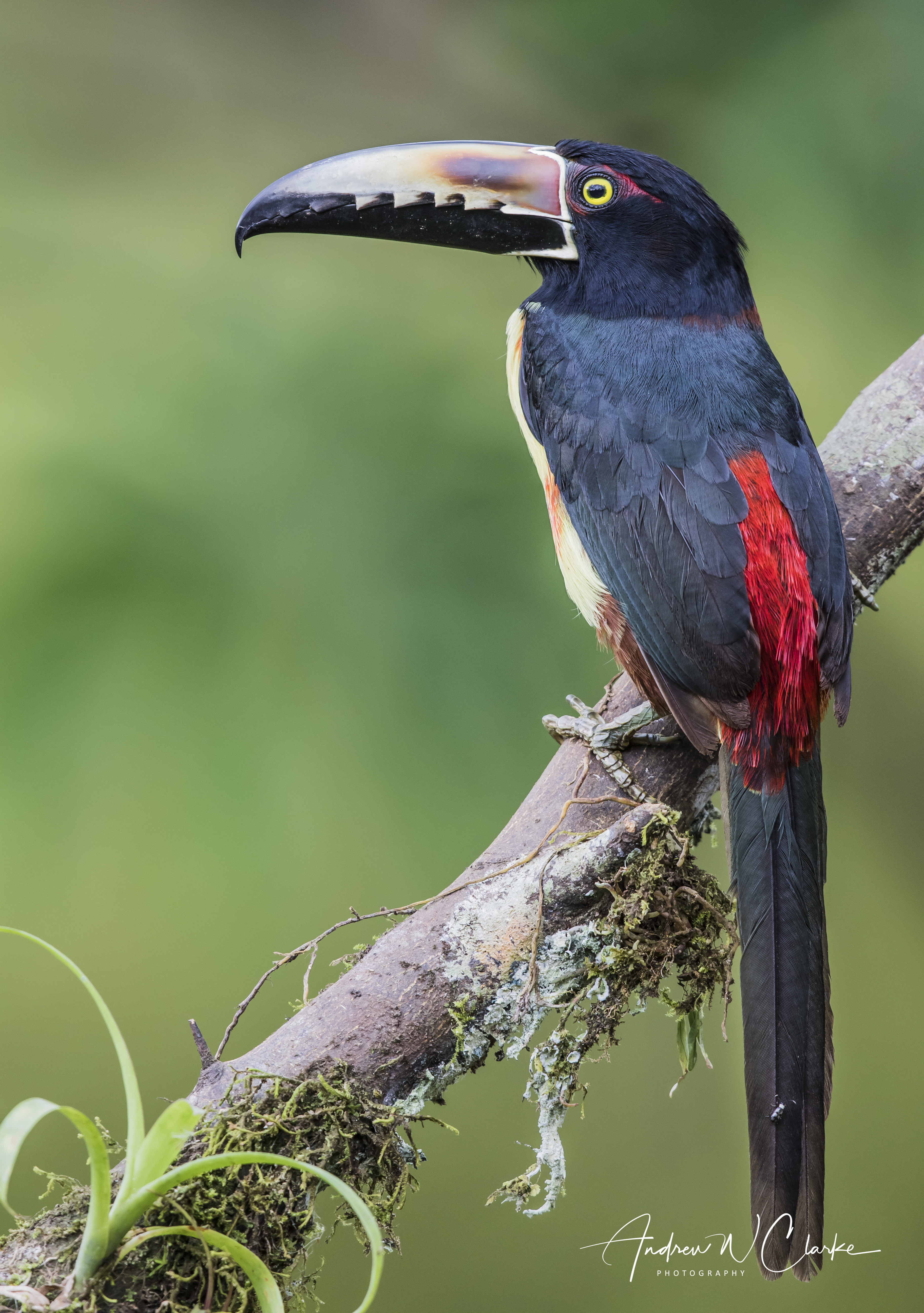 Collared Aracari