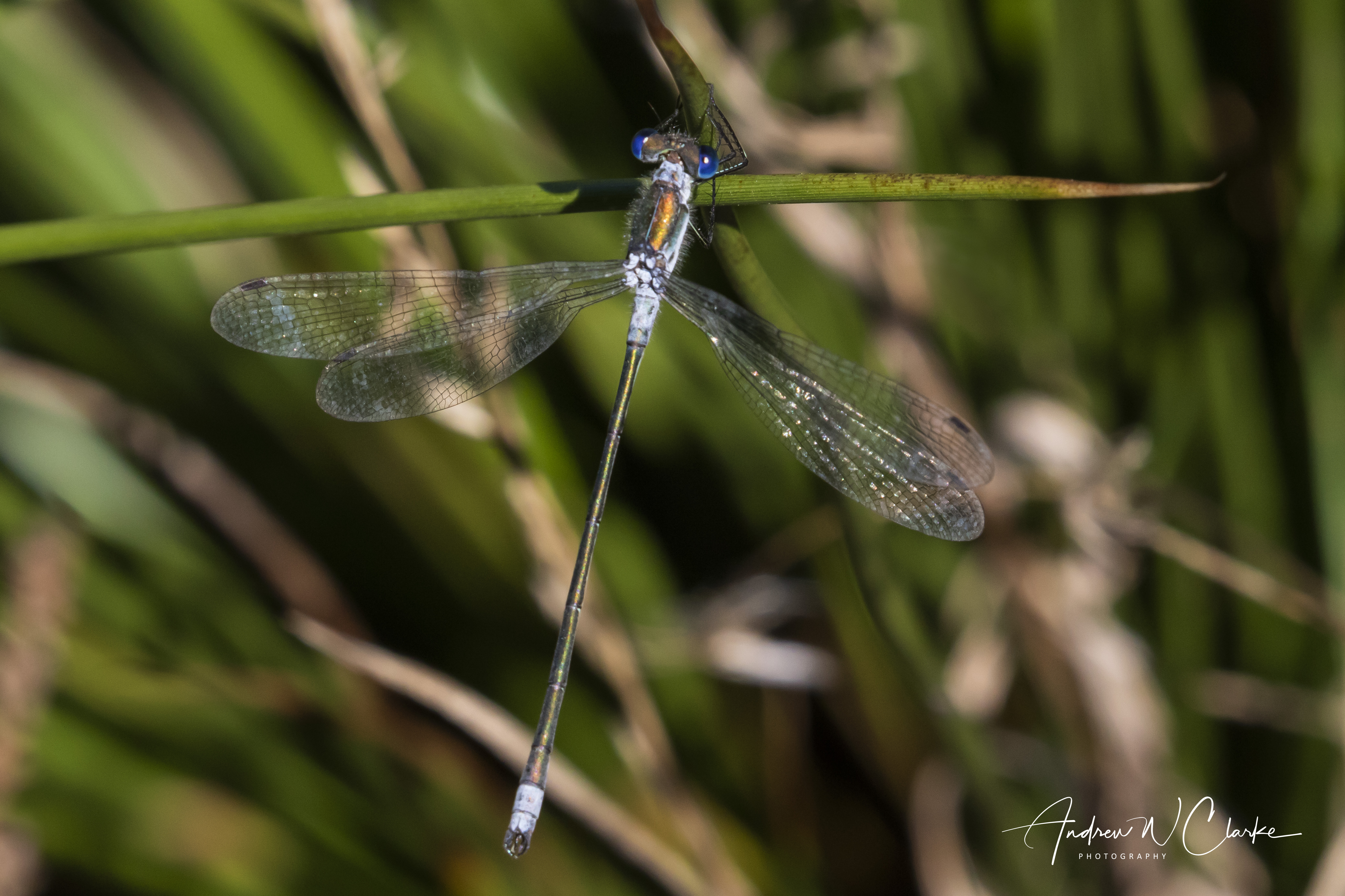 Common Spreadwing
