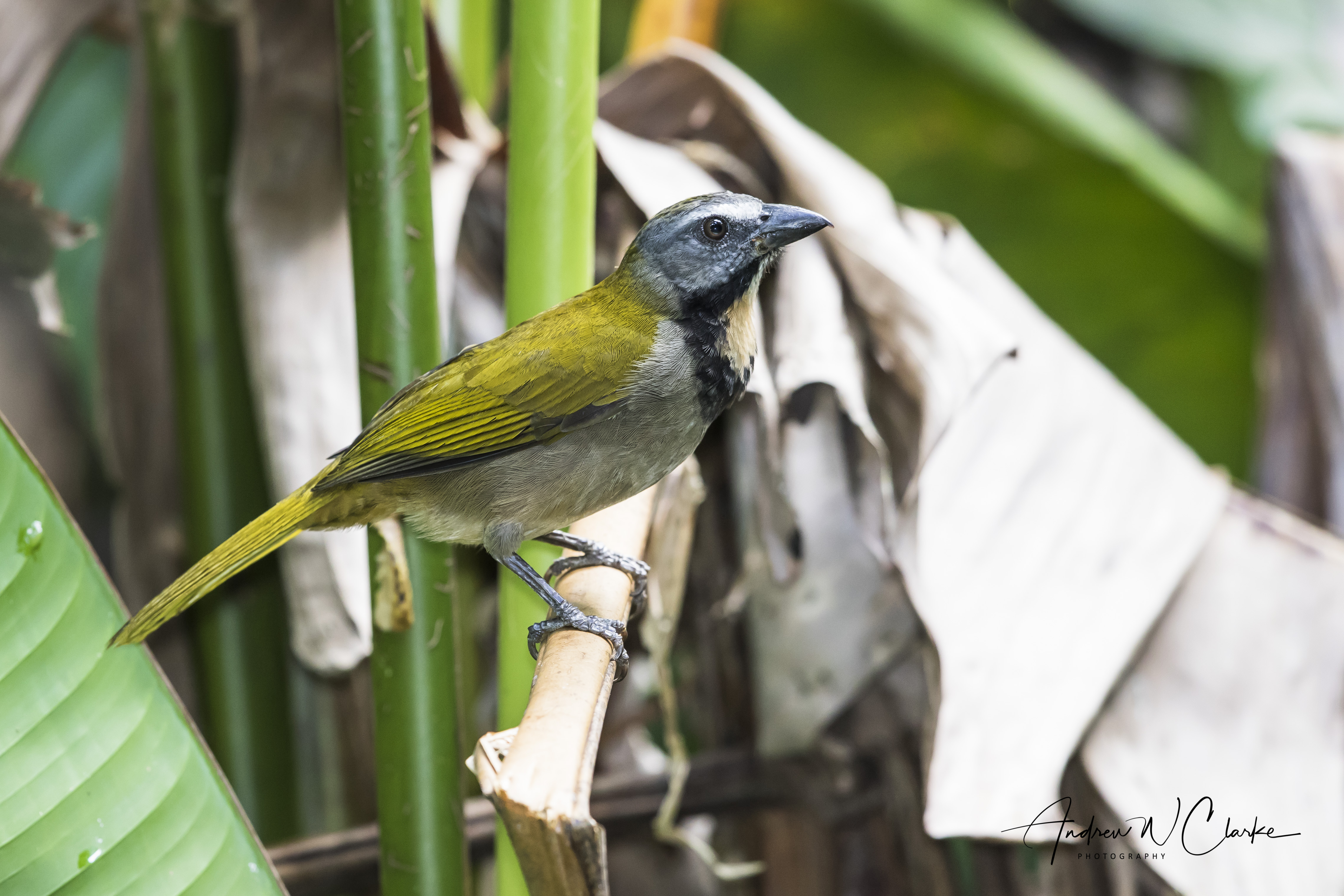 Buff-throated Saltator