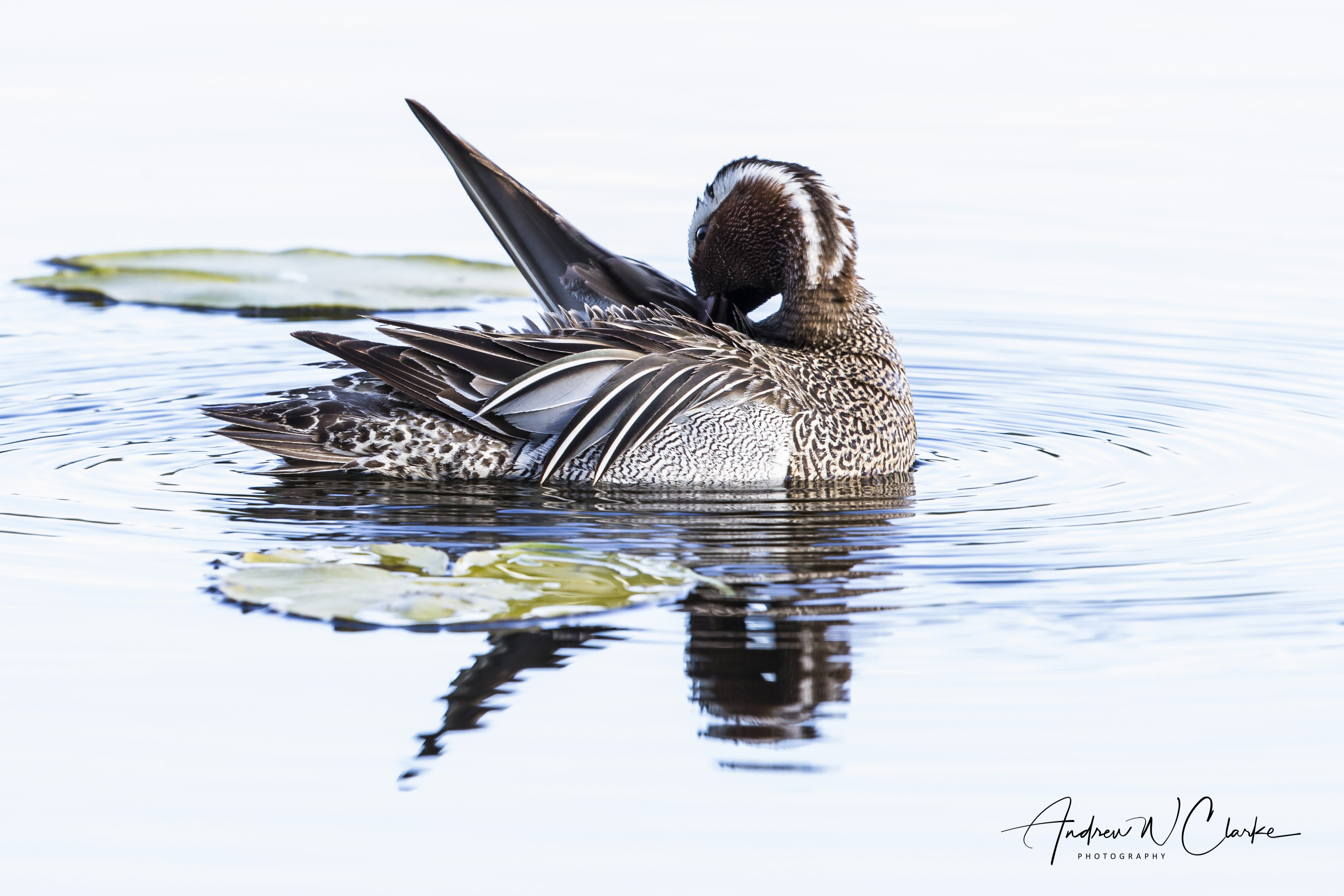 Garganey / Knekkand