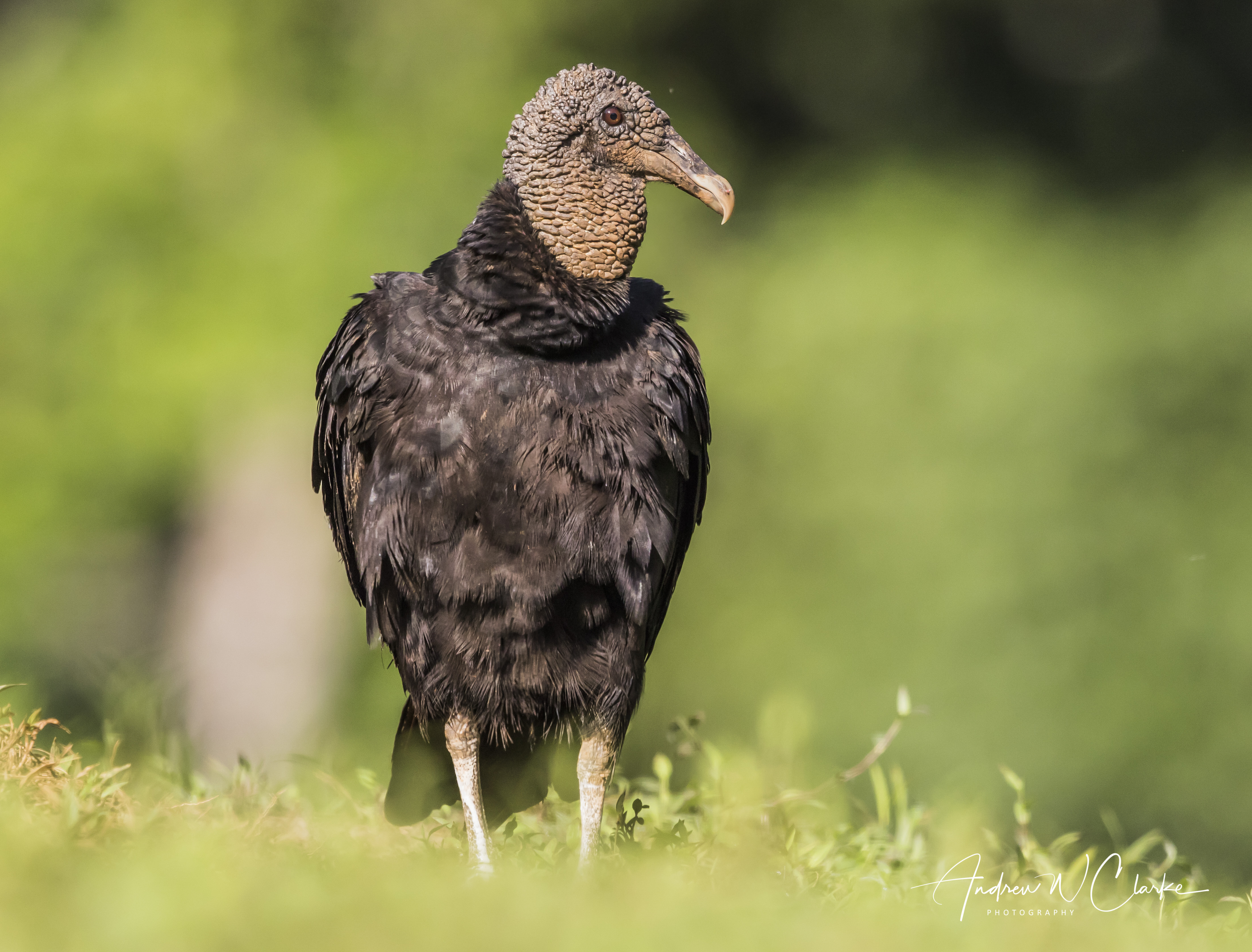 Black Vulture