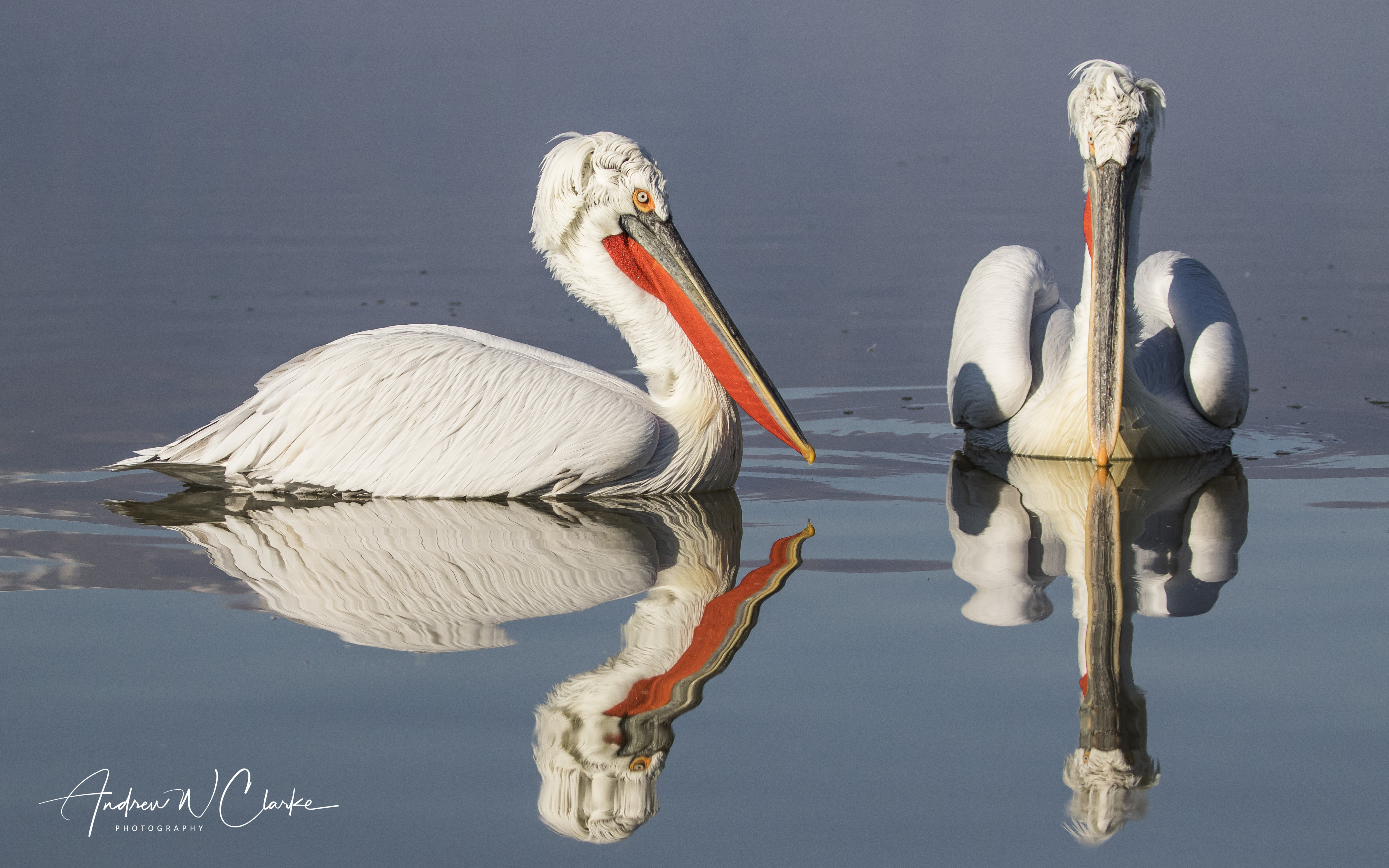 Dalmatian Pelican