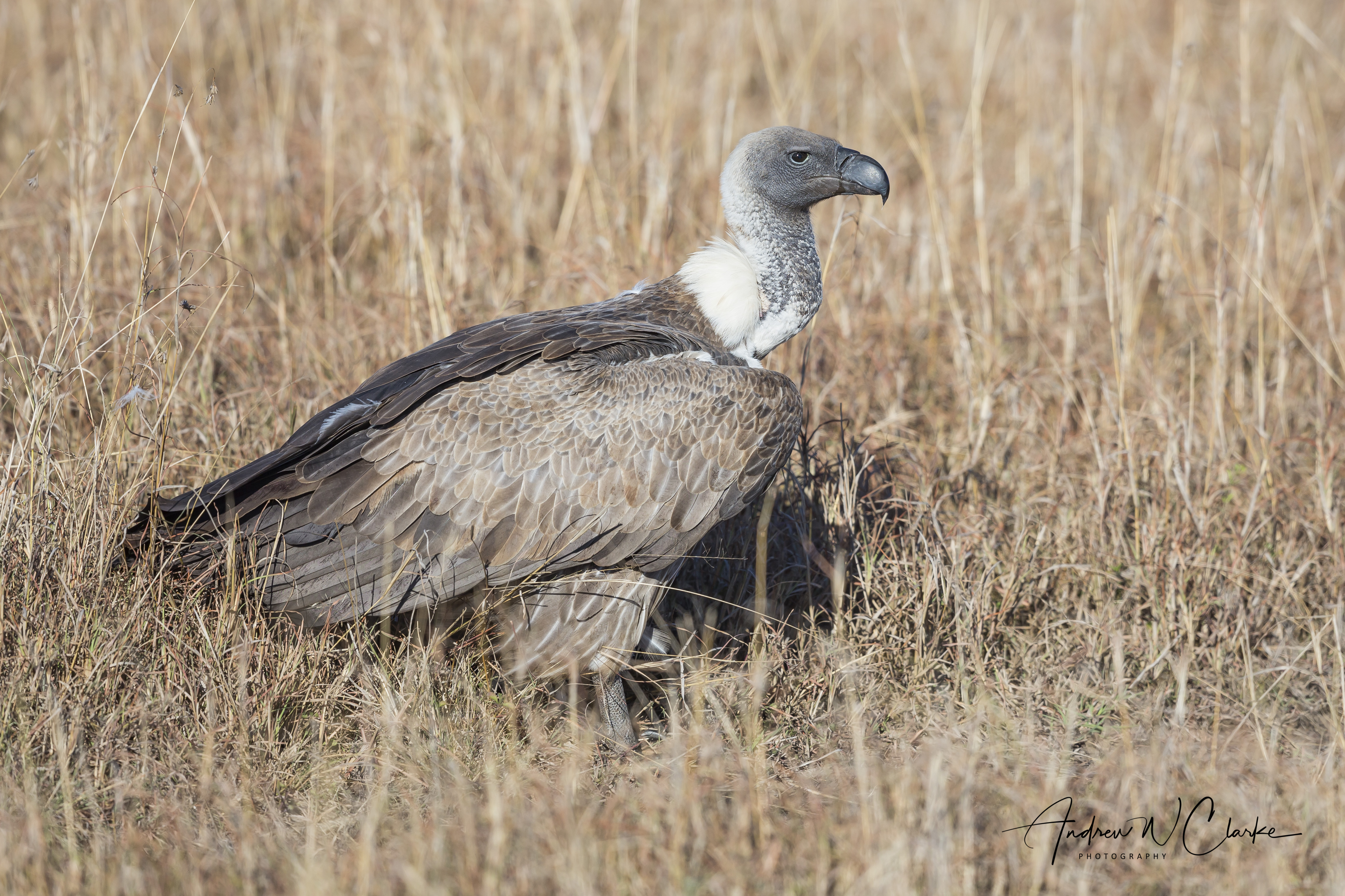 White-backed Vulture
