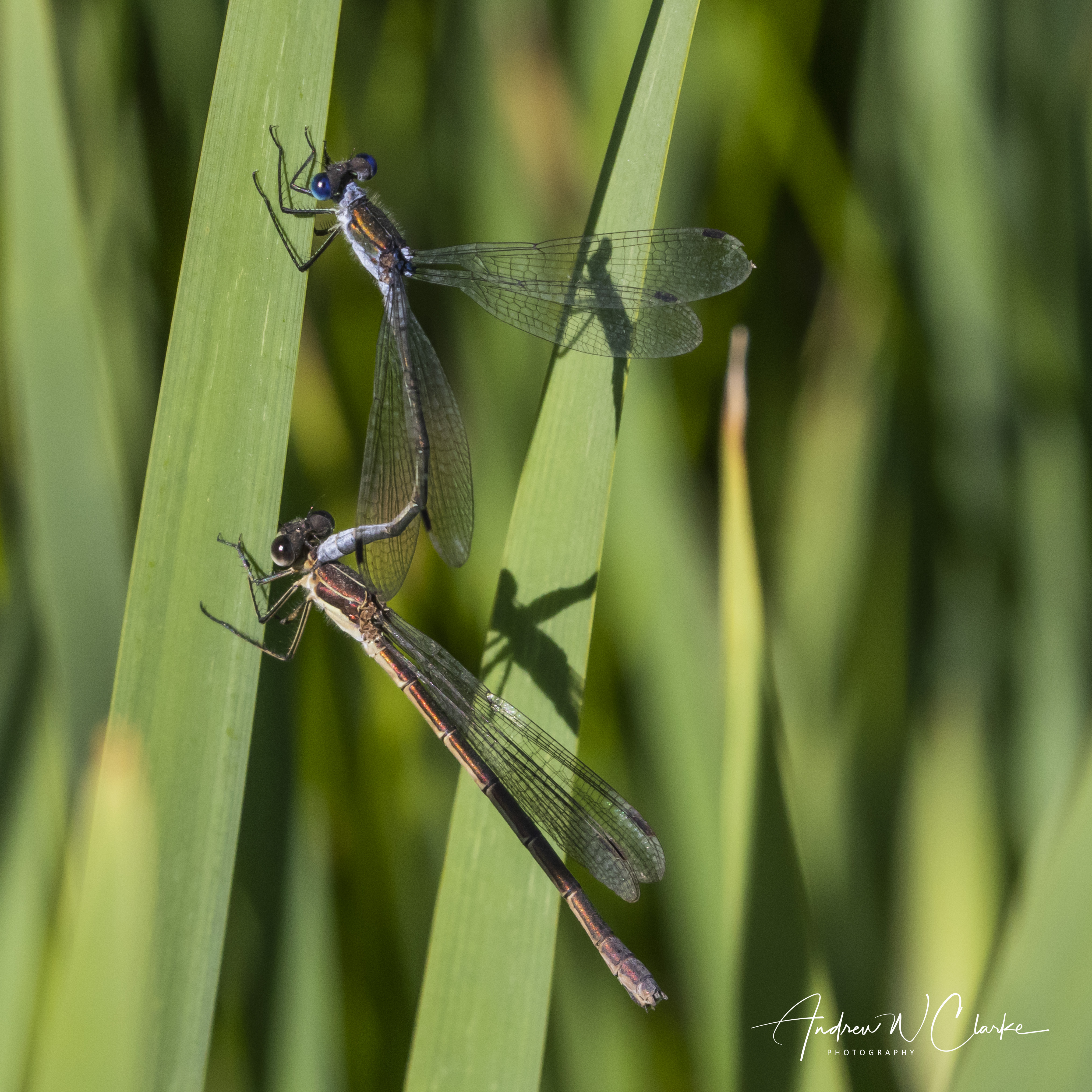 Common Spreadwing