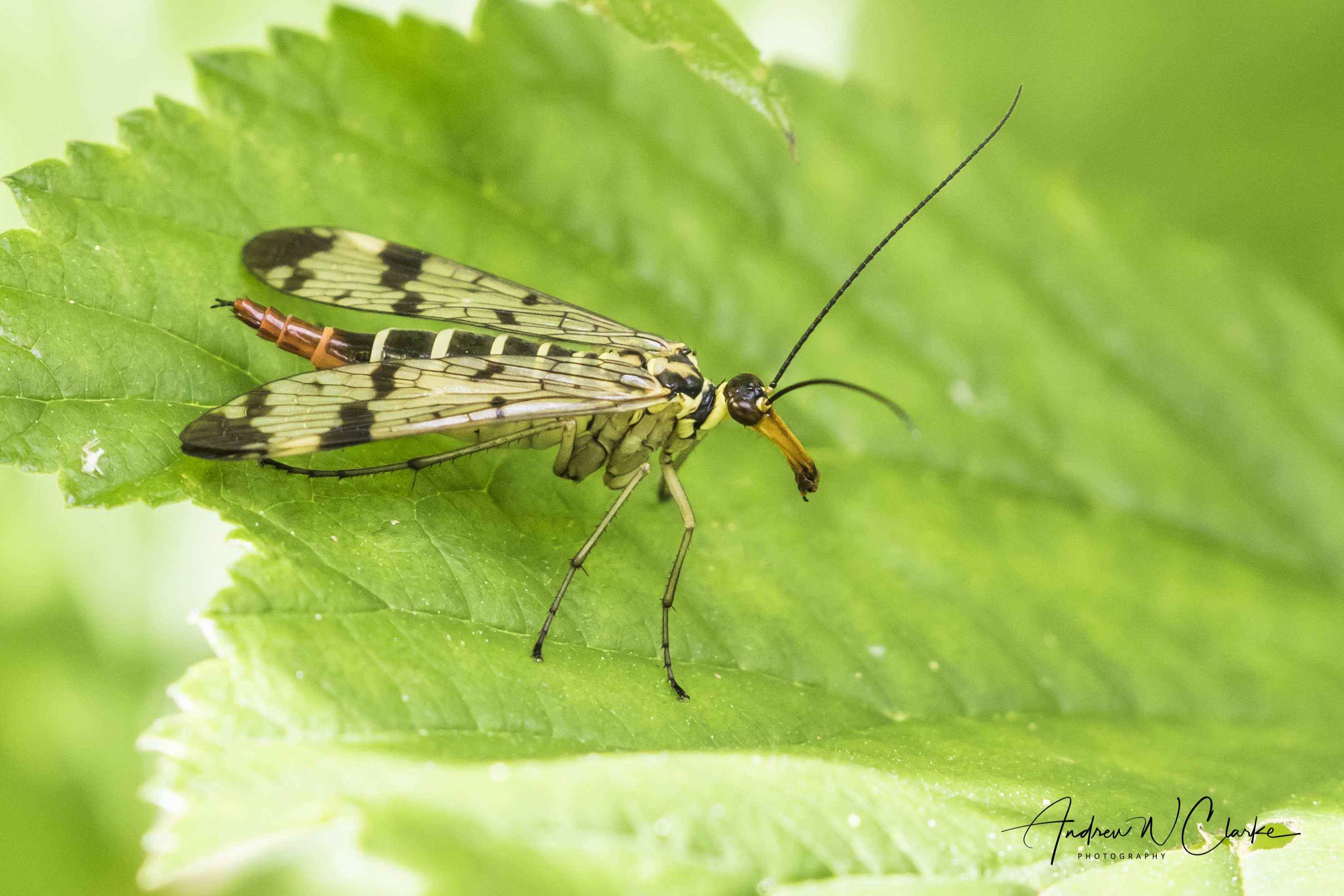 Common Scorpionfly