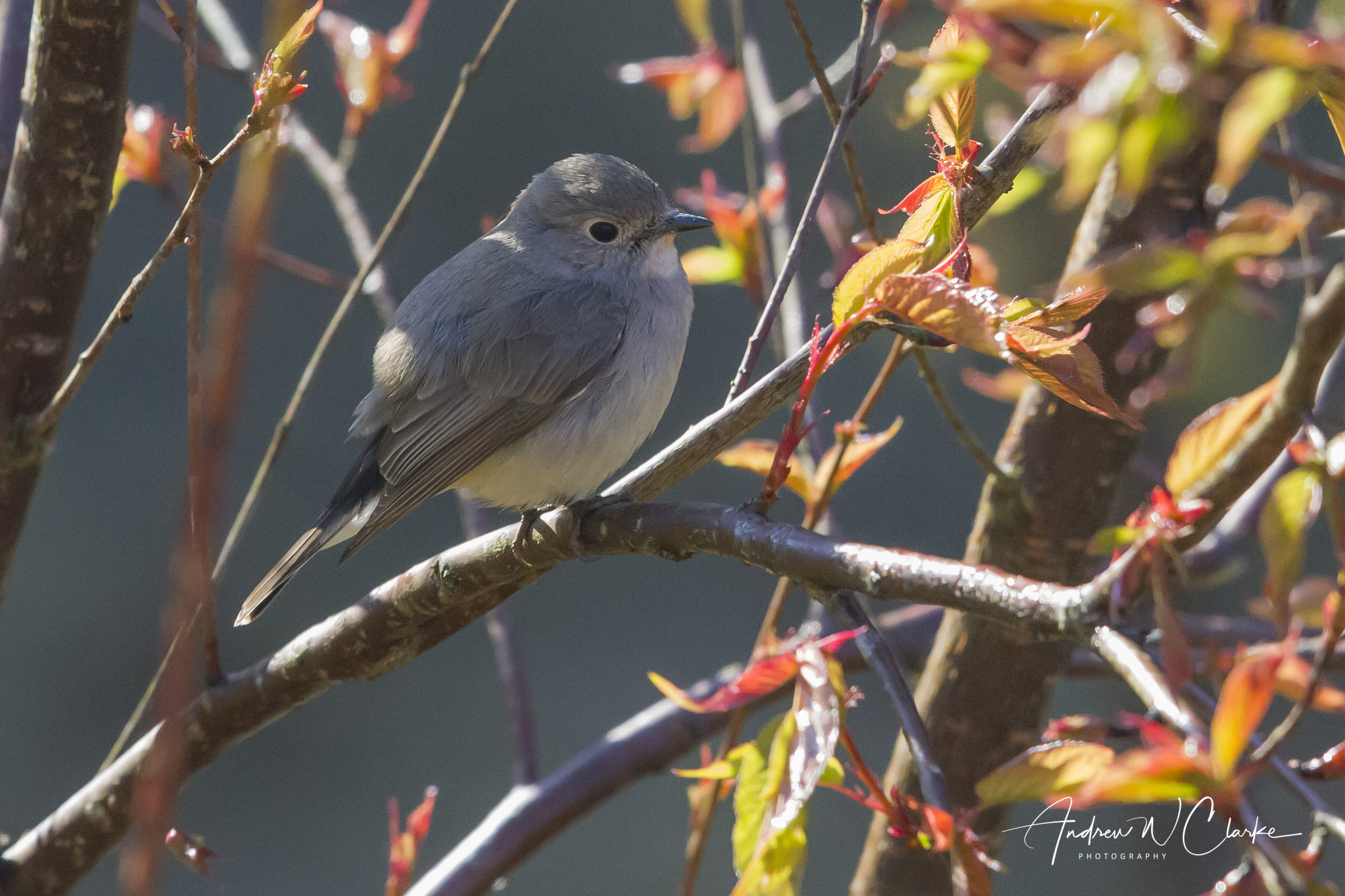 Taiga Flycatcher