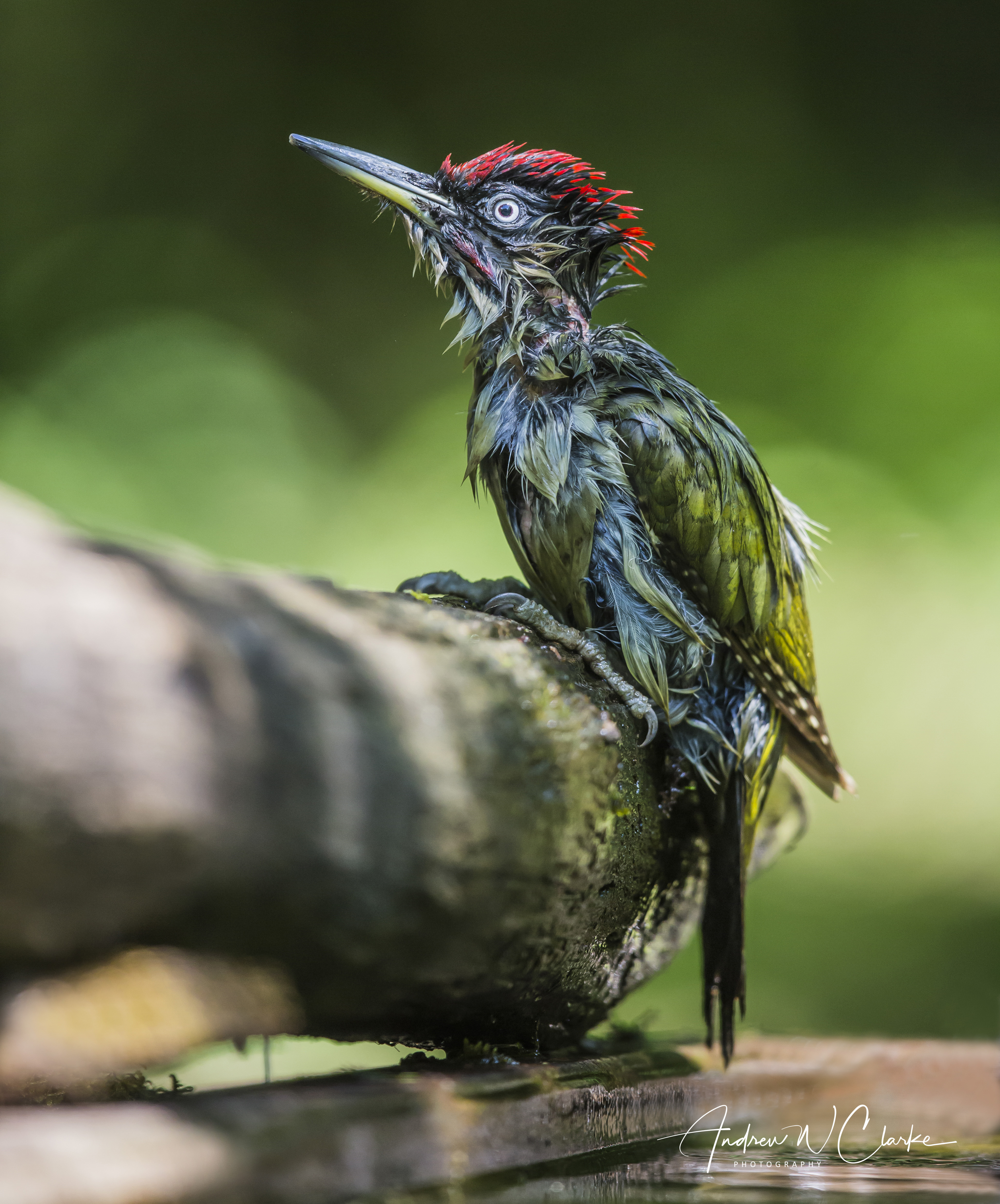 Eurasian Green Woodpecker