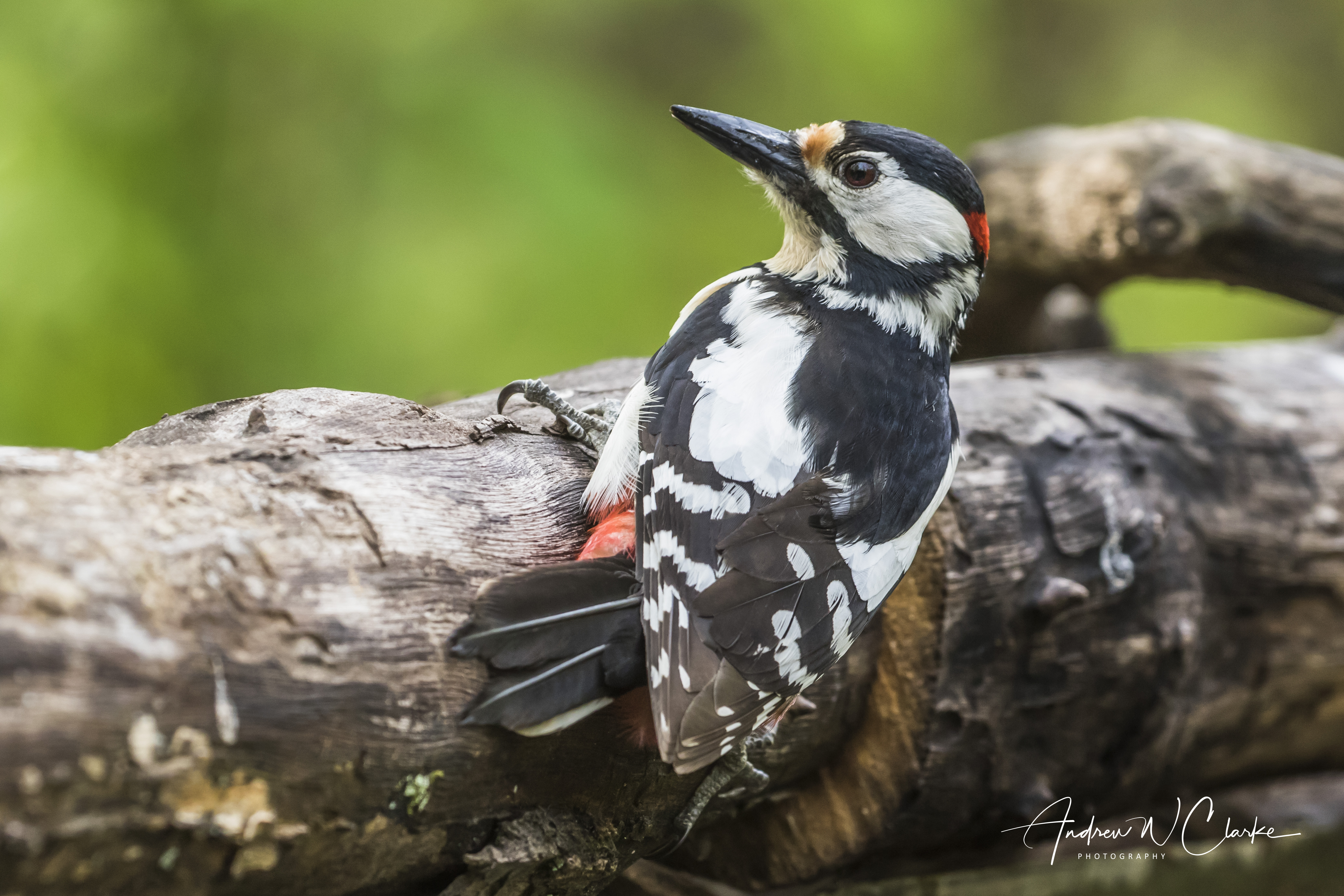 Great-spotted Woodpecker