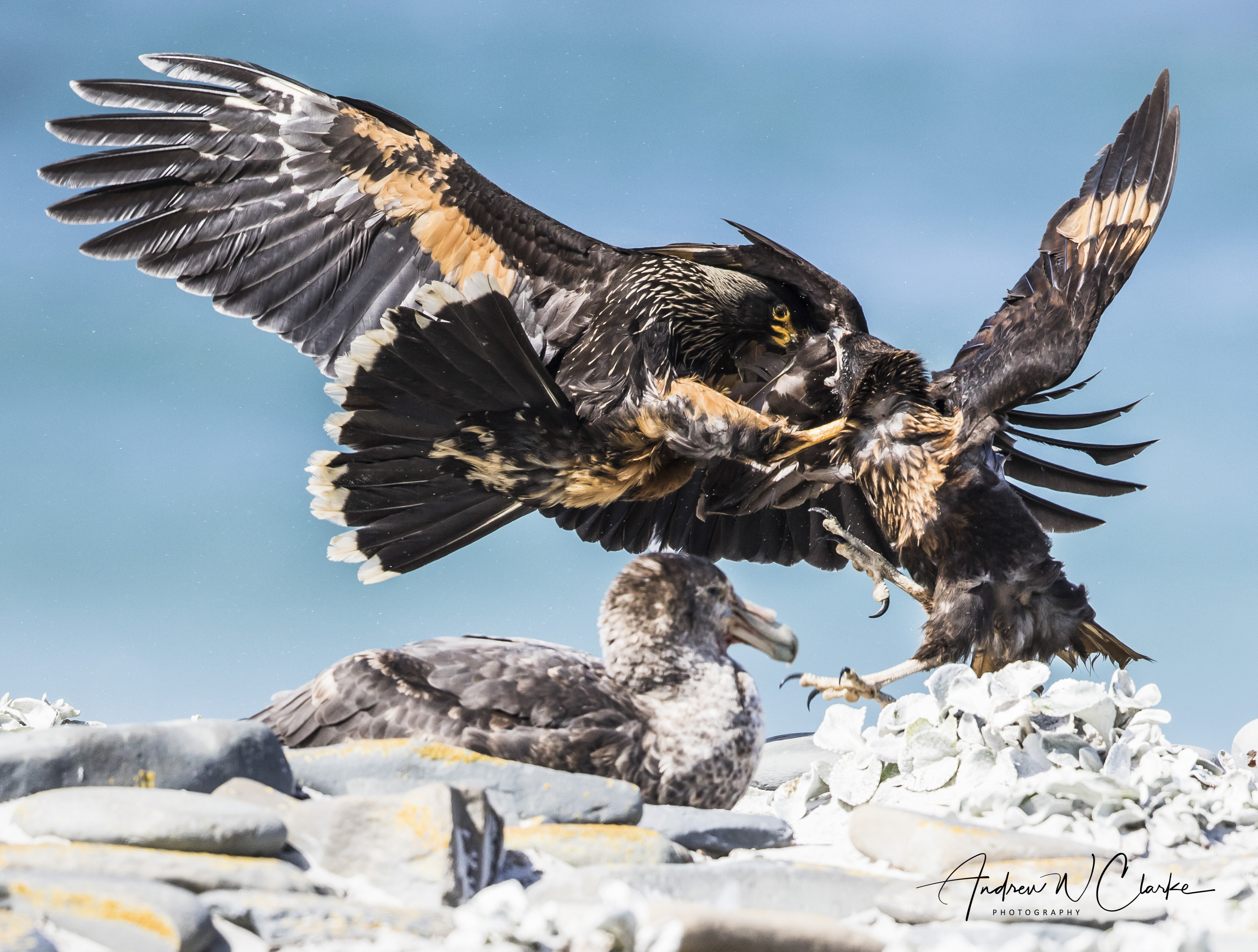 Striated Caracara