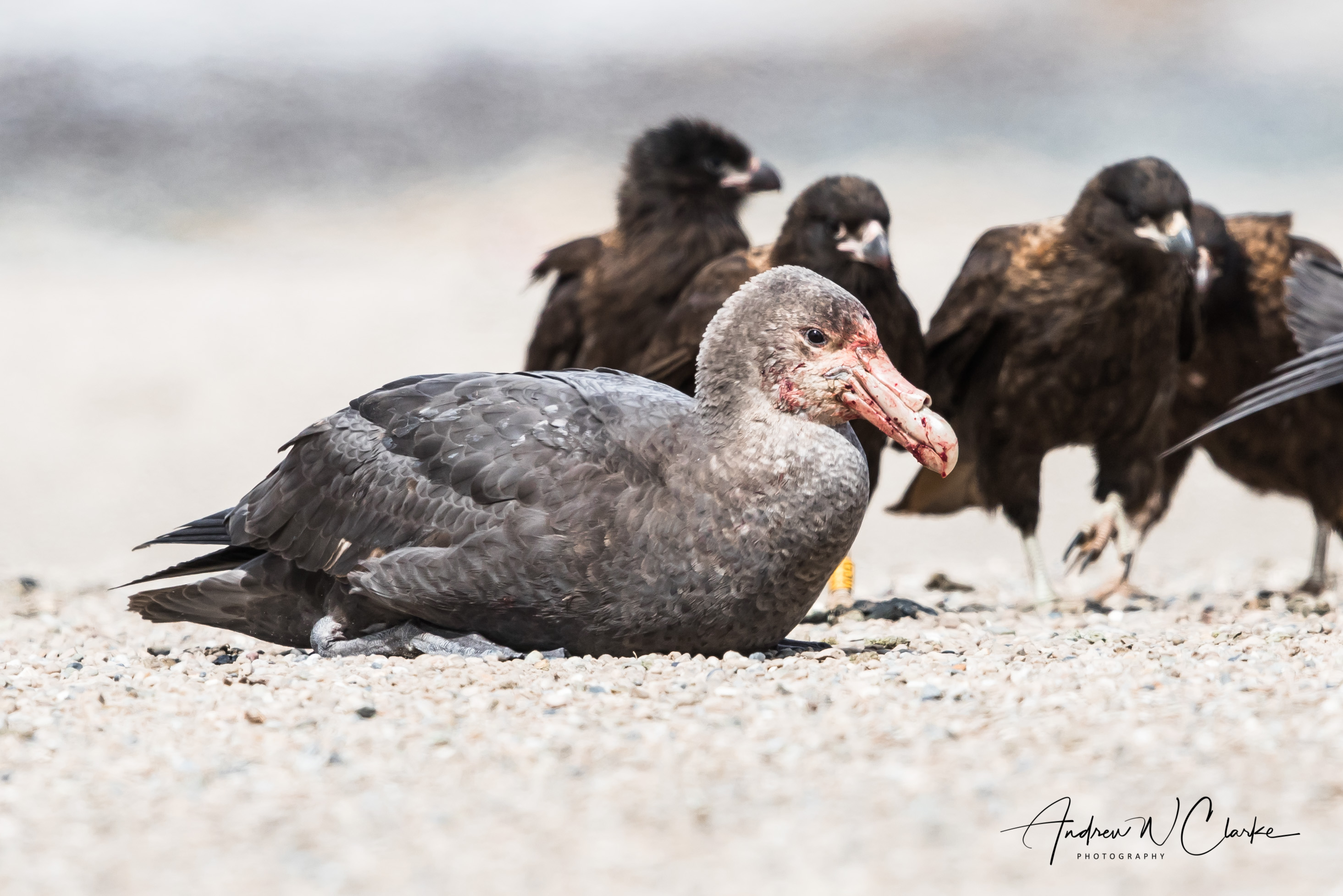 Southern Giant Petrel
