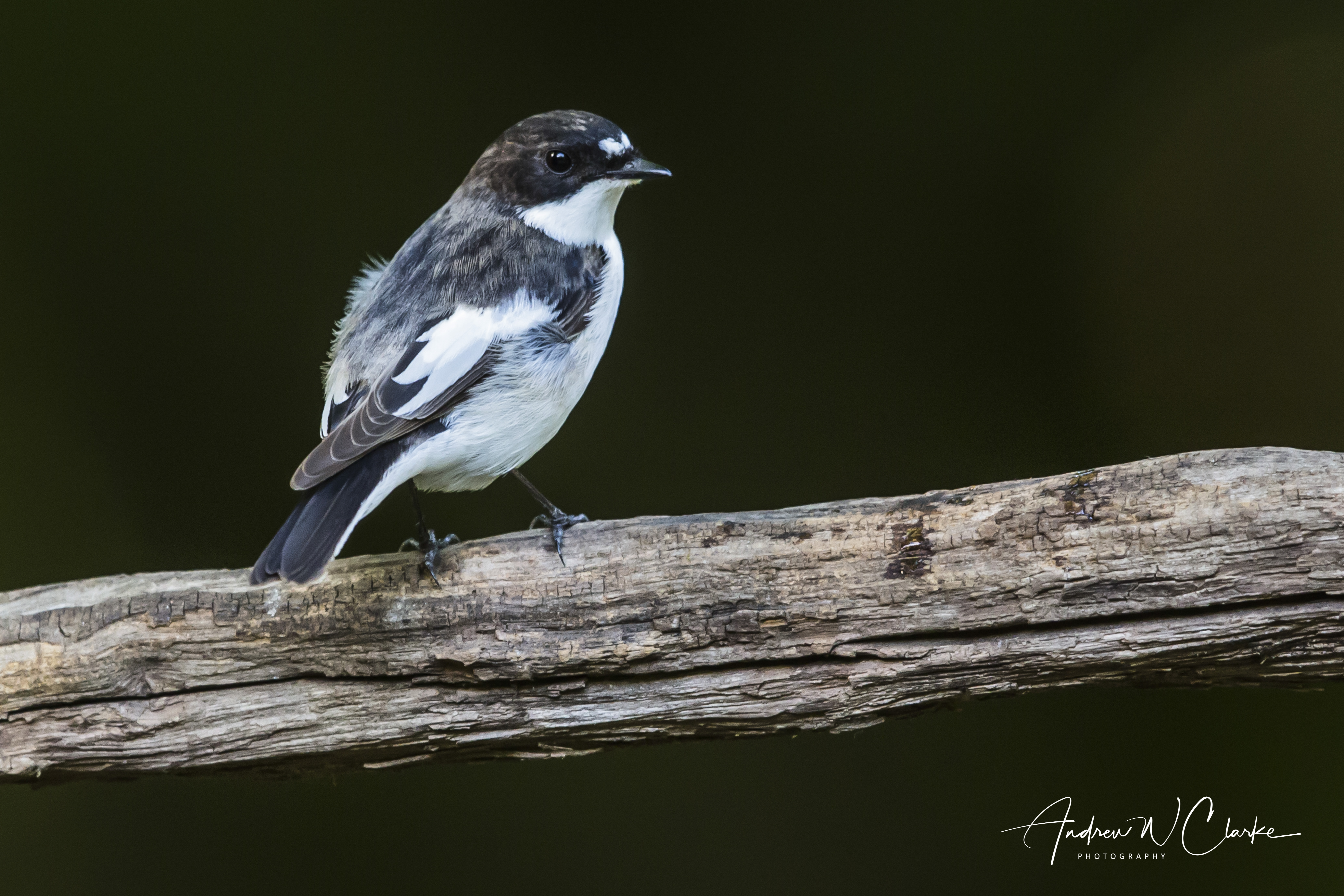 European Pied Flycatcher