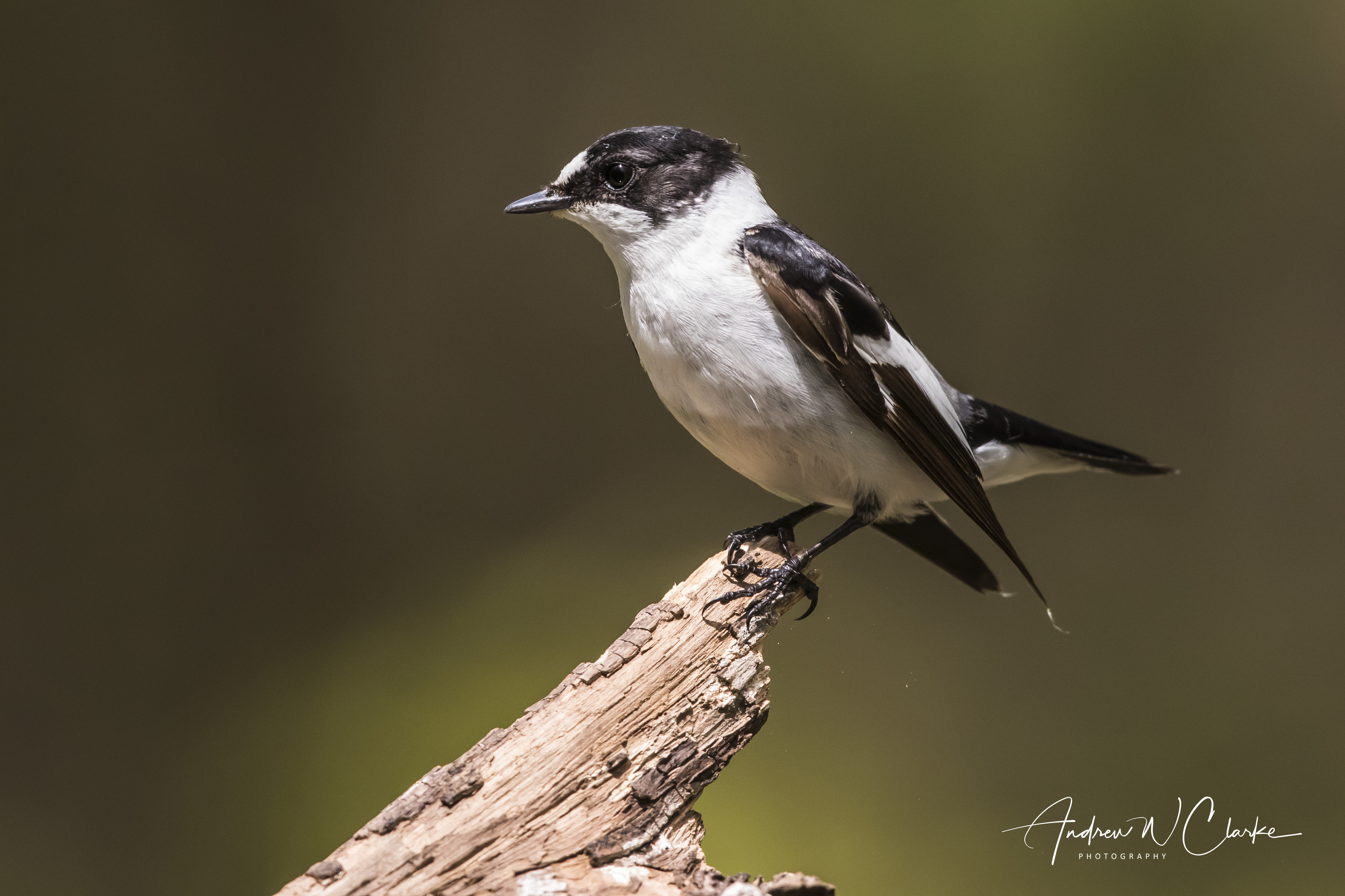 Collared Flycatcher