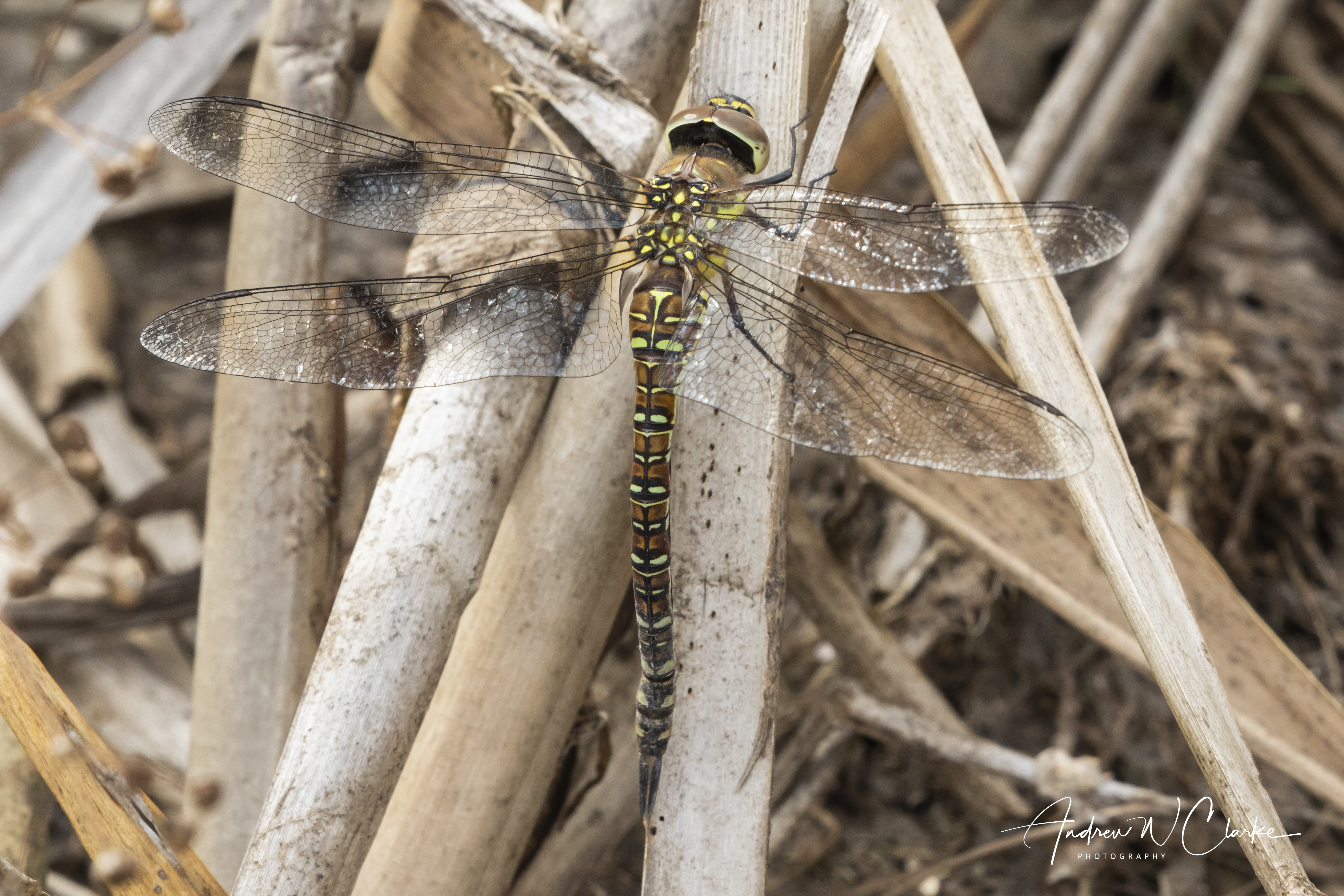 Migrant Hawker