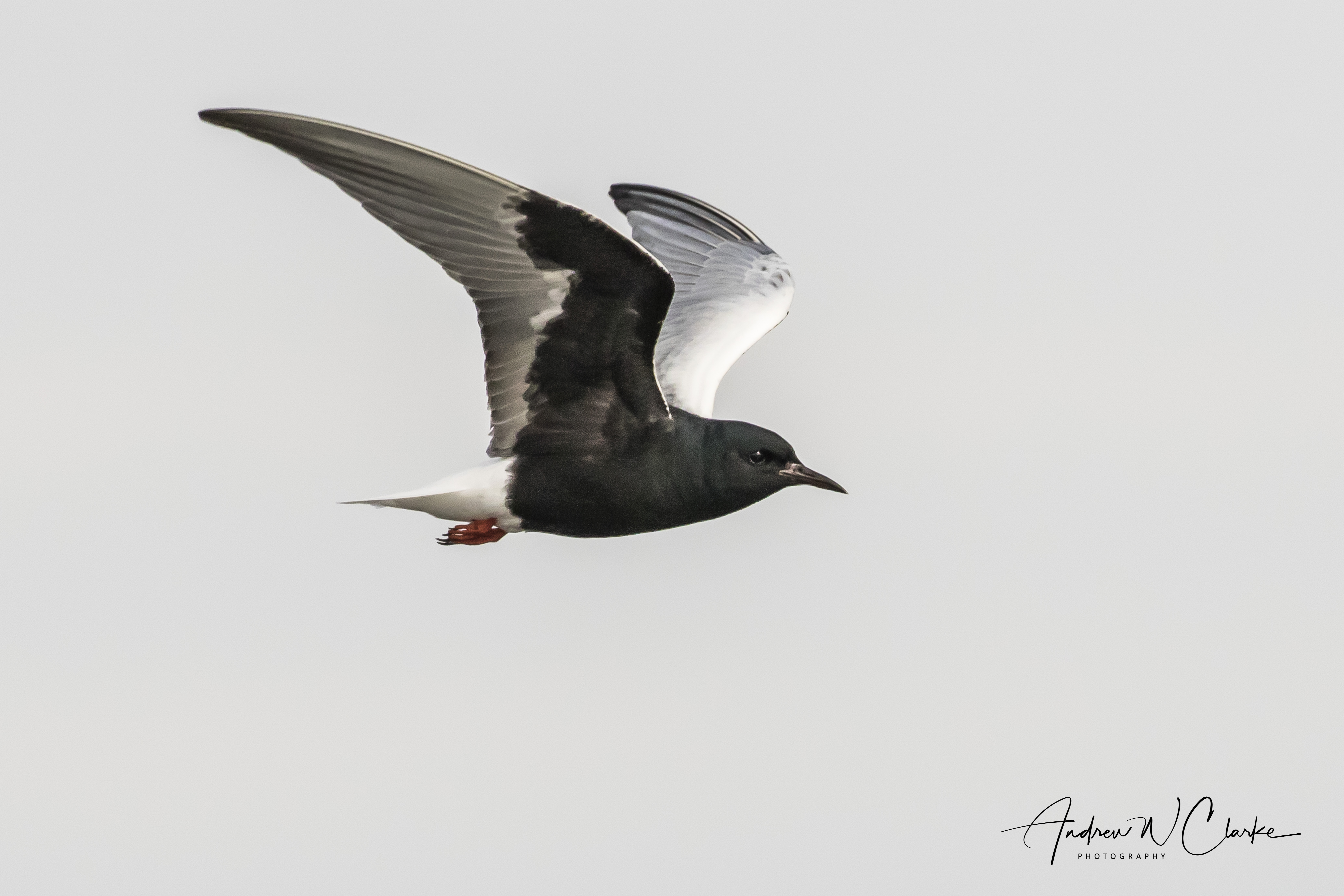 White-winged Tern