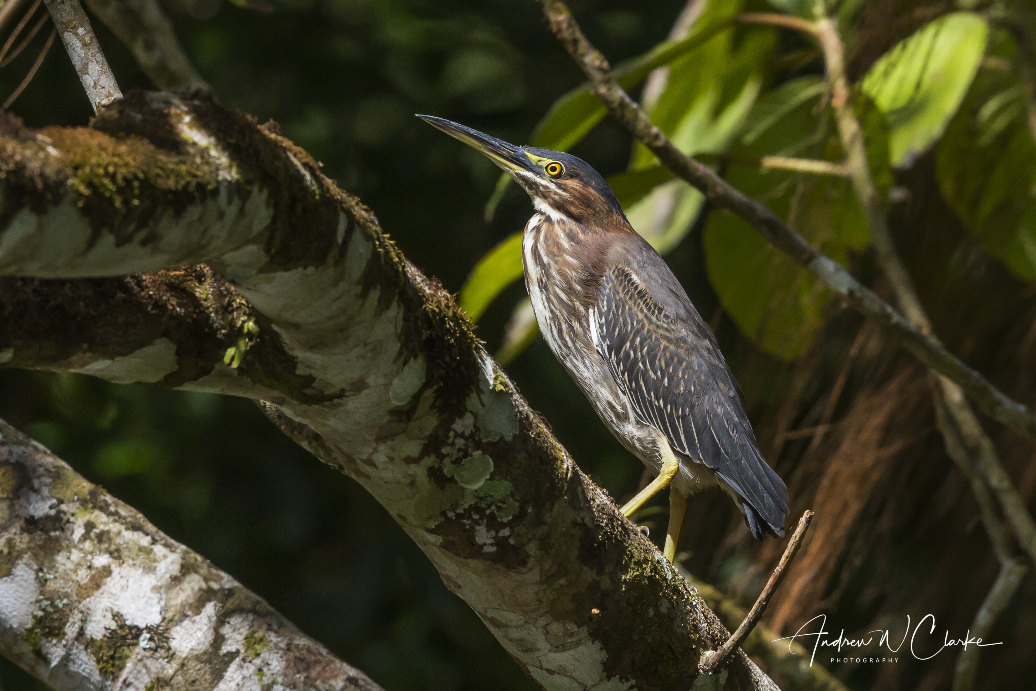 Green Heron