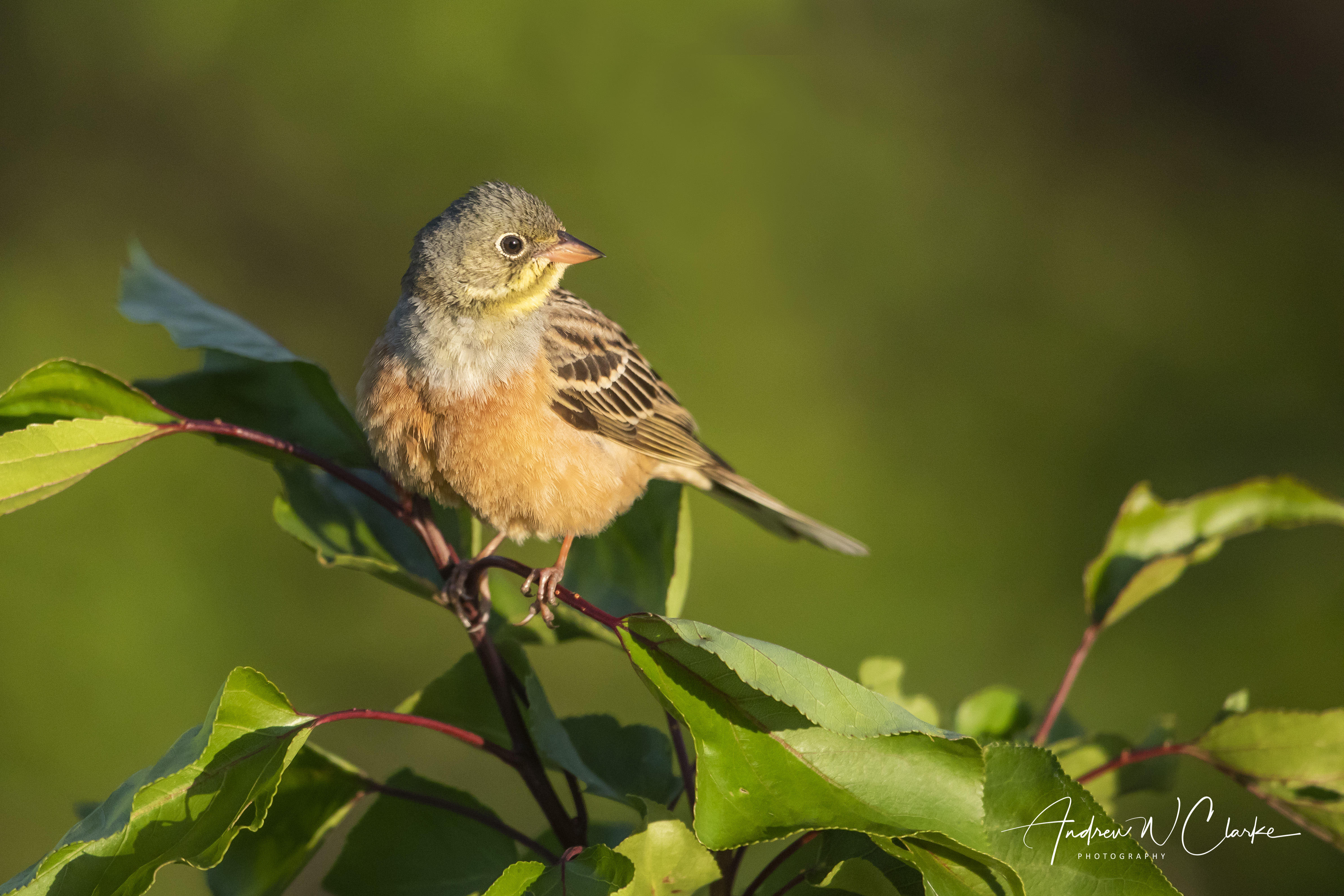 Ortolan Bunting