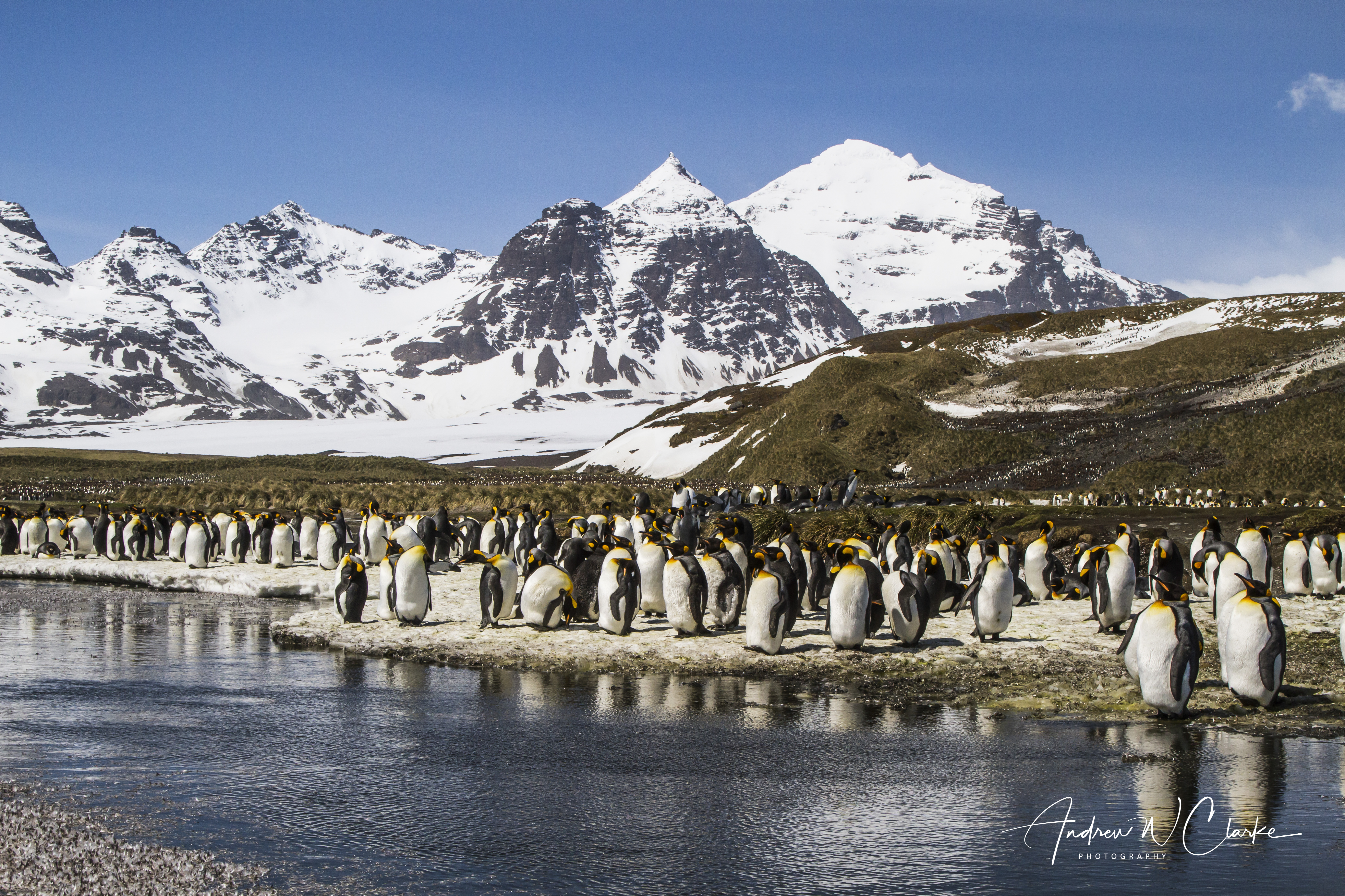 King Penguin