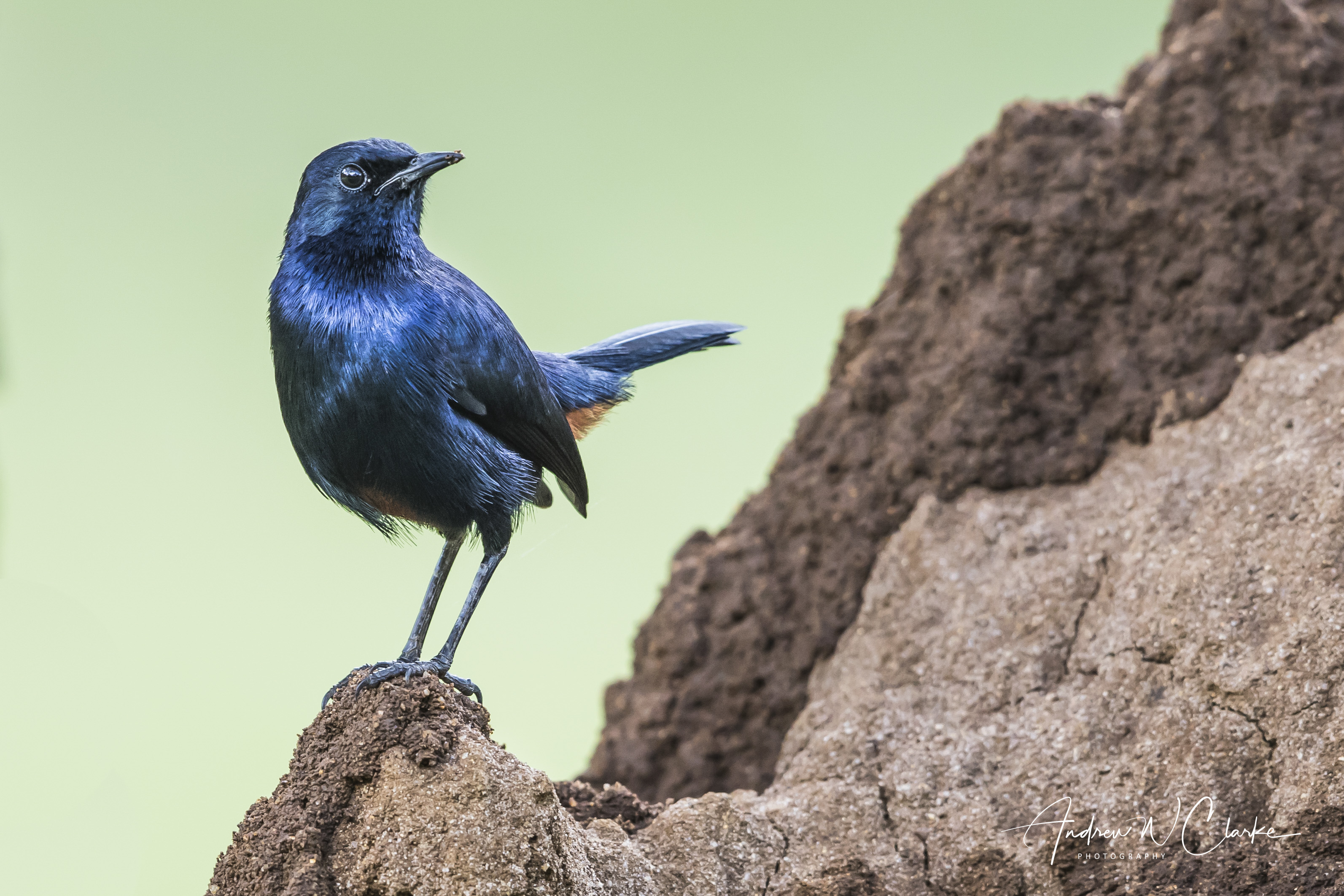 Indian Robin