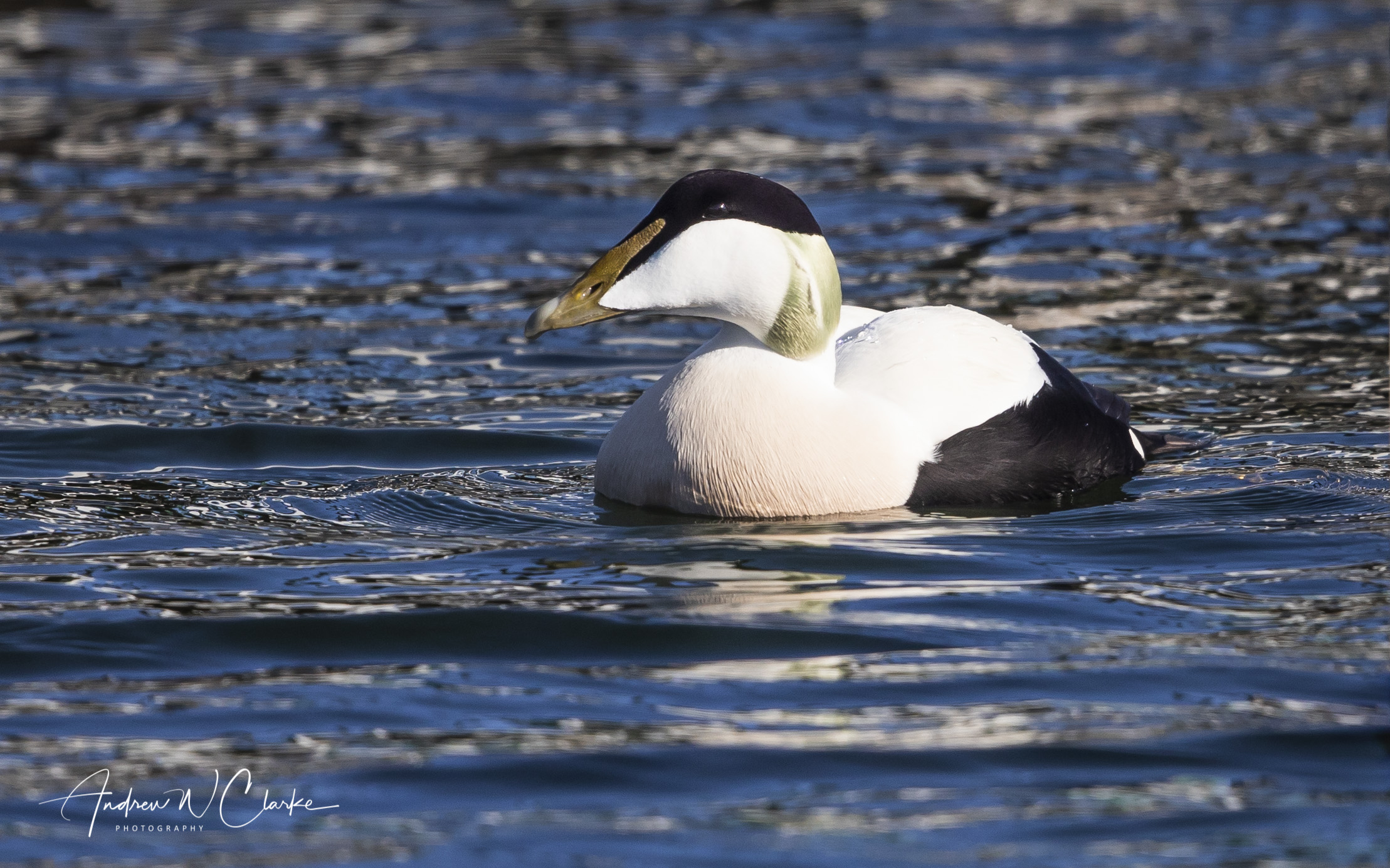 Common Eider / Ærfugl