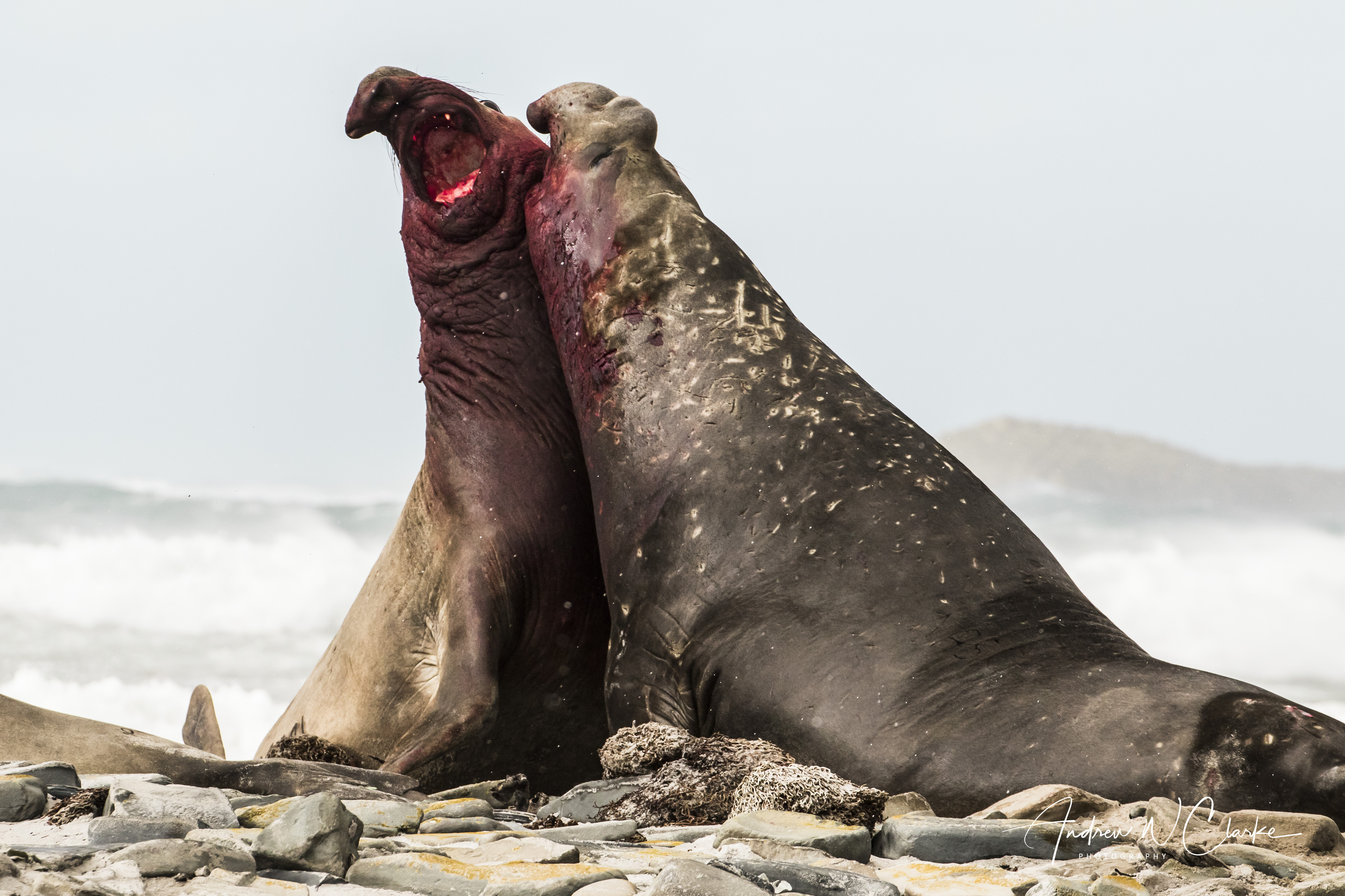 Southern Elephant Seal