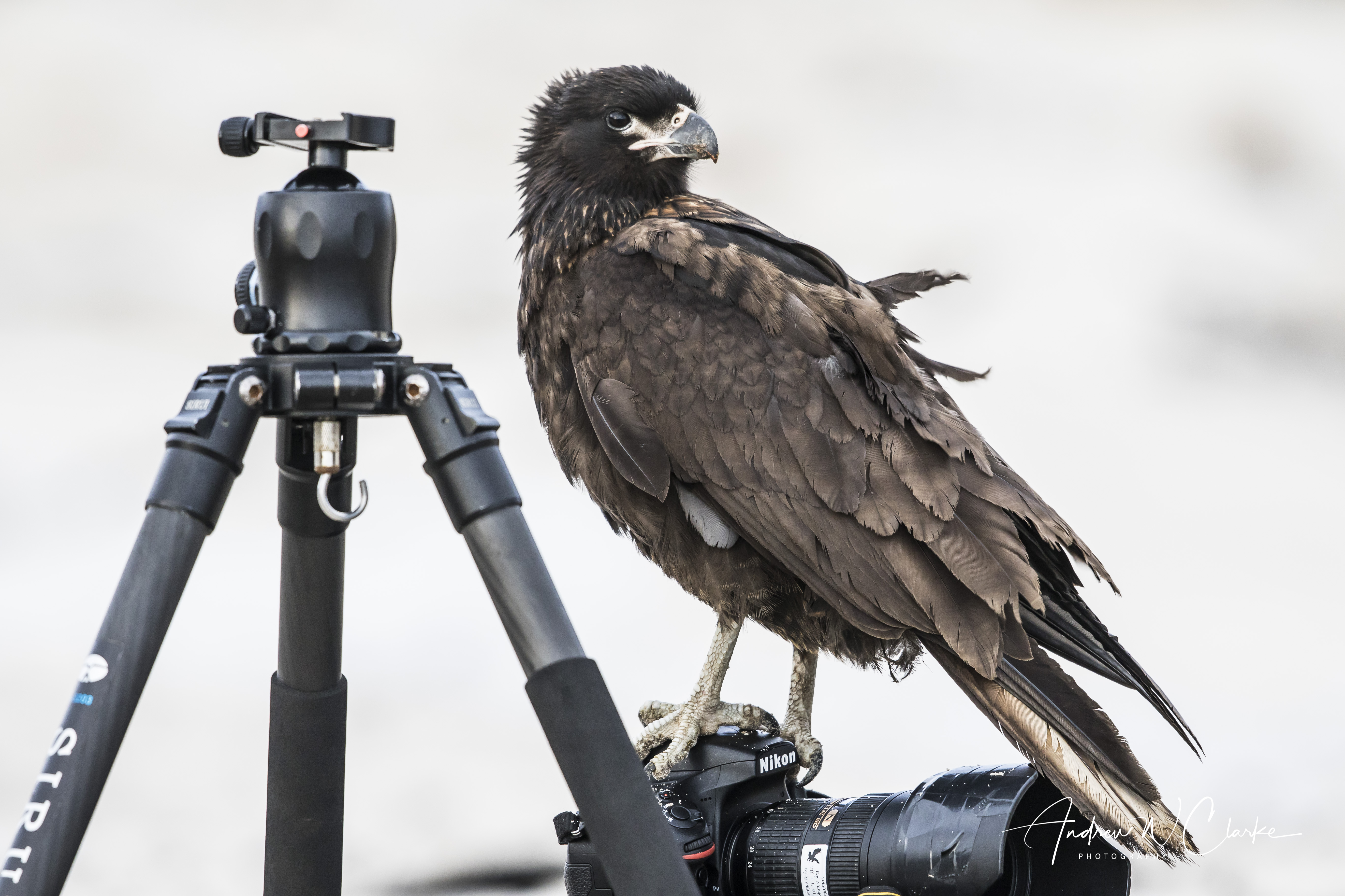 Striated Caracara