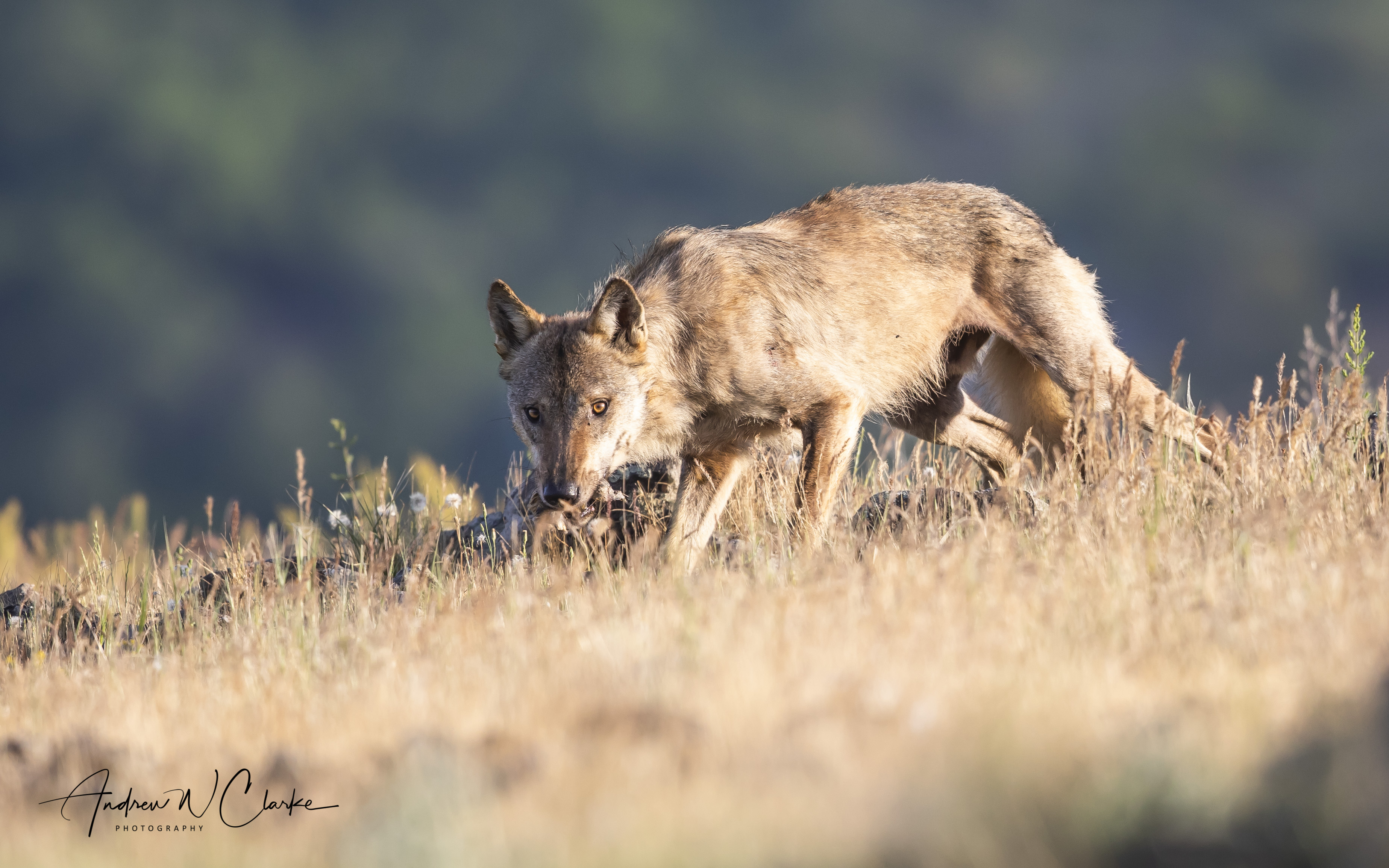 Gray Wolf