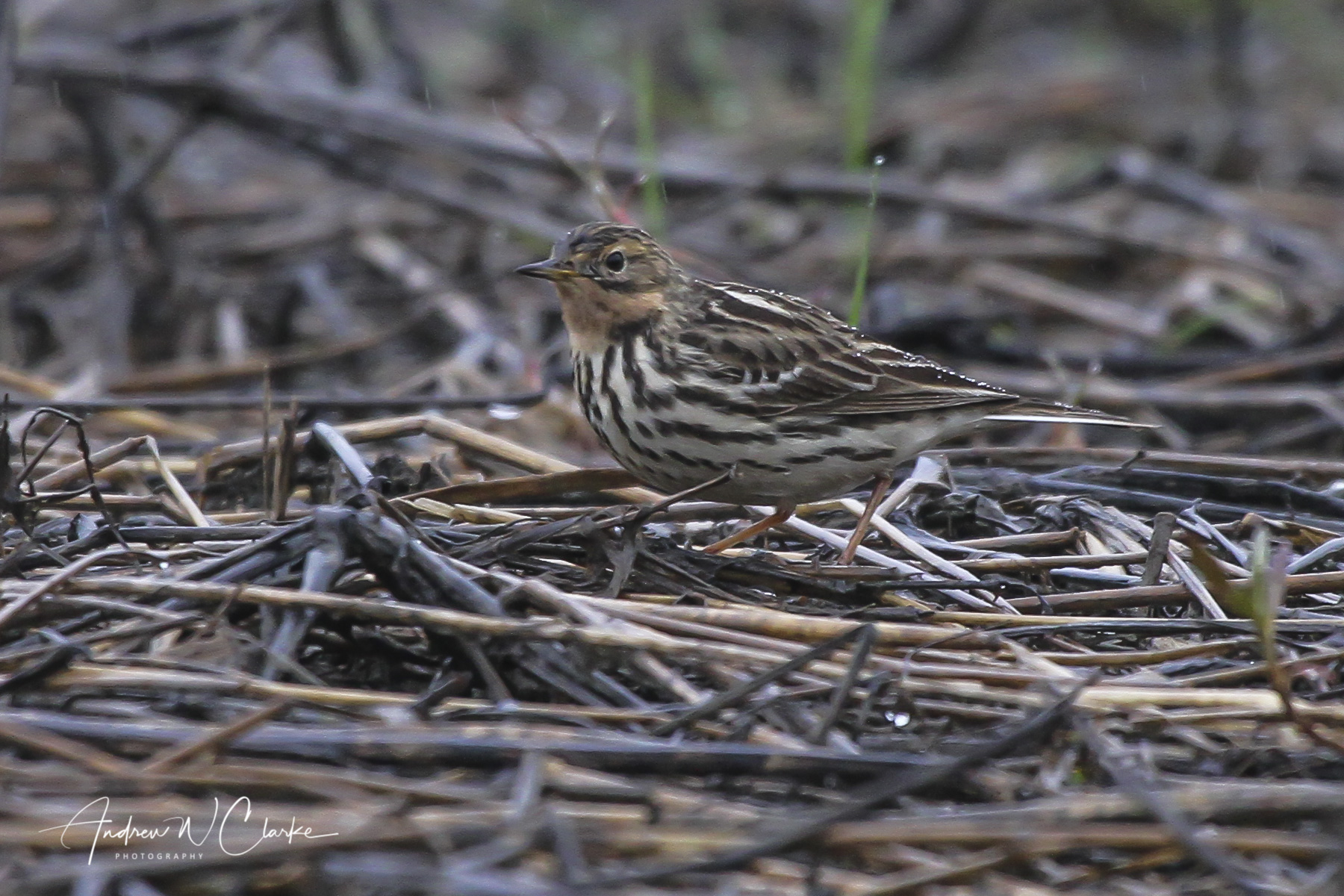 Red-throated Pipit / Lappiplerke