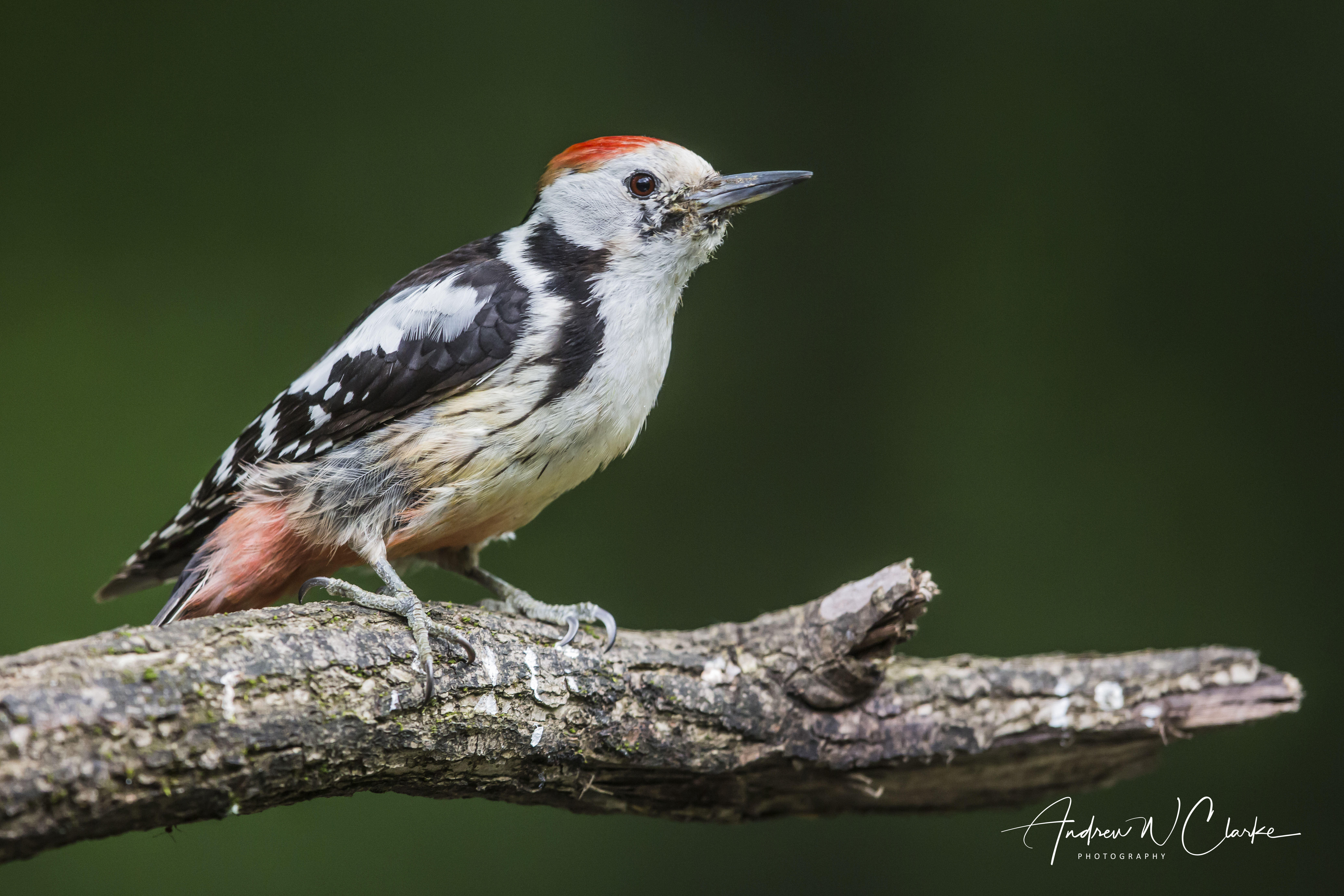 Middle Spotted Woodpecker