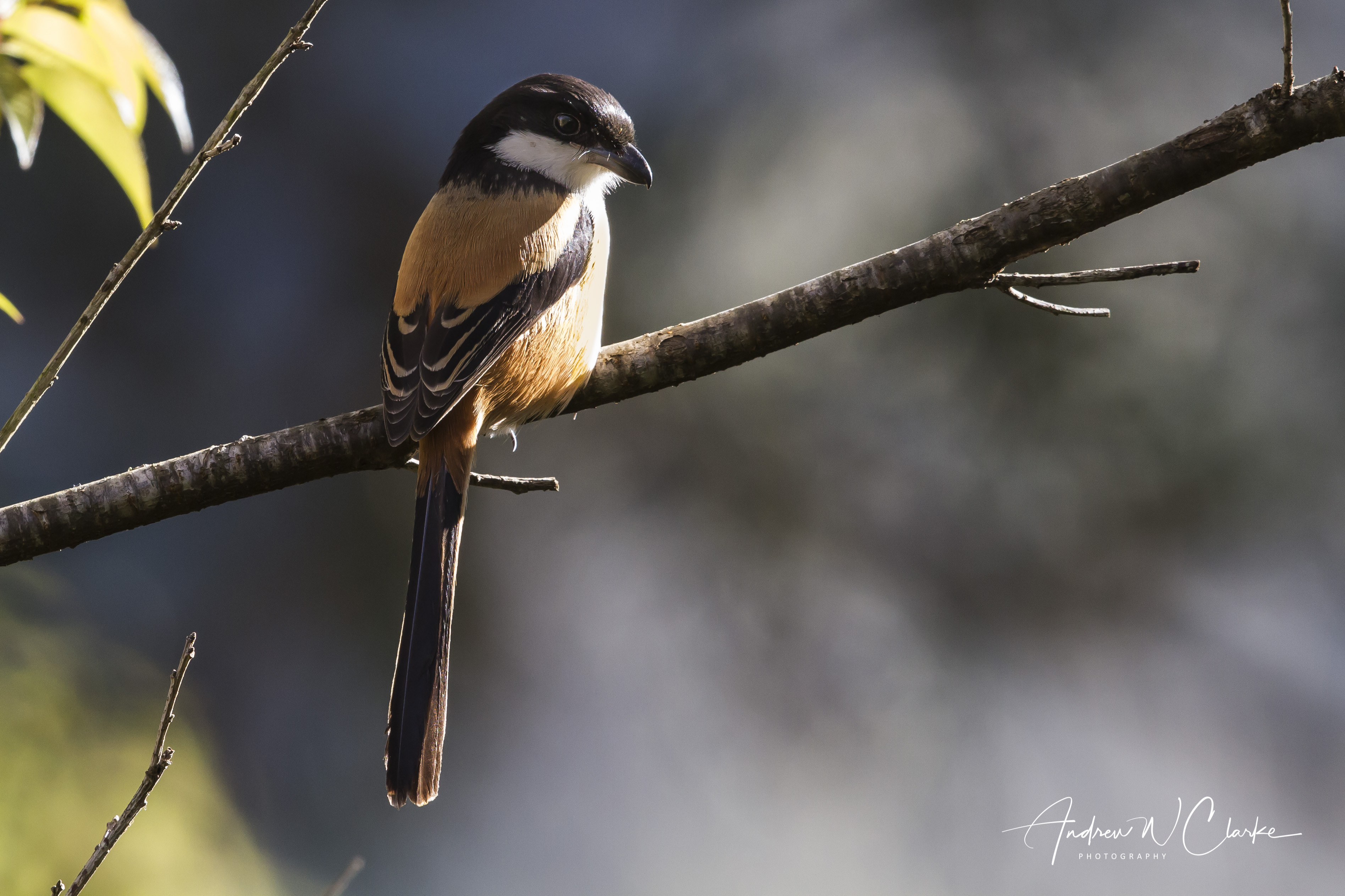 Long-tailed Shrike