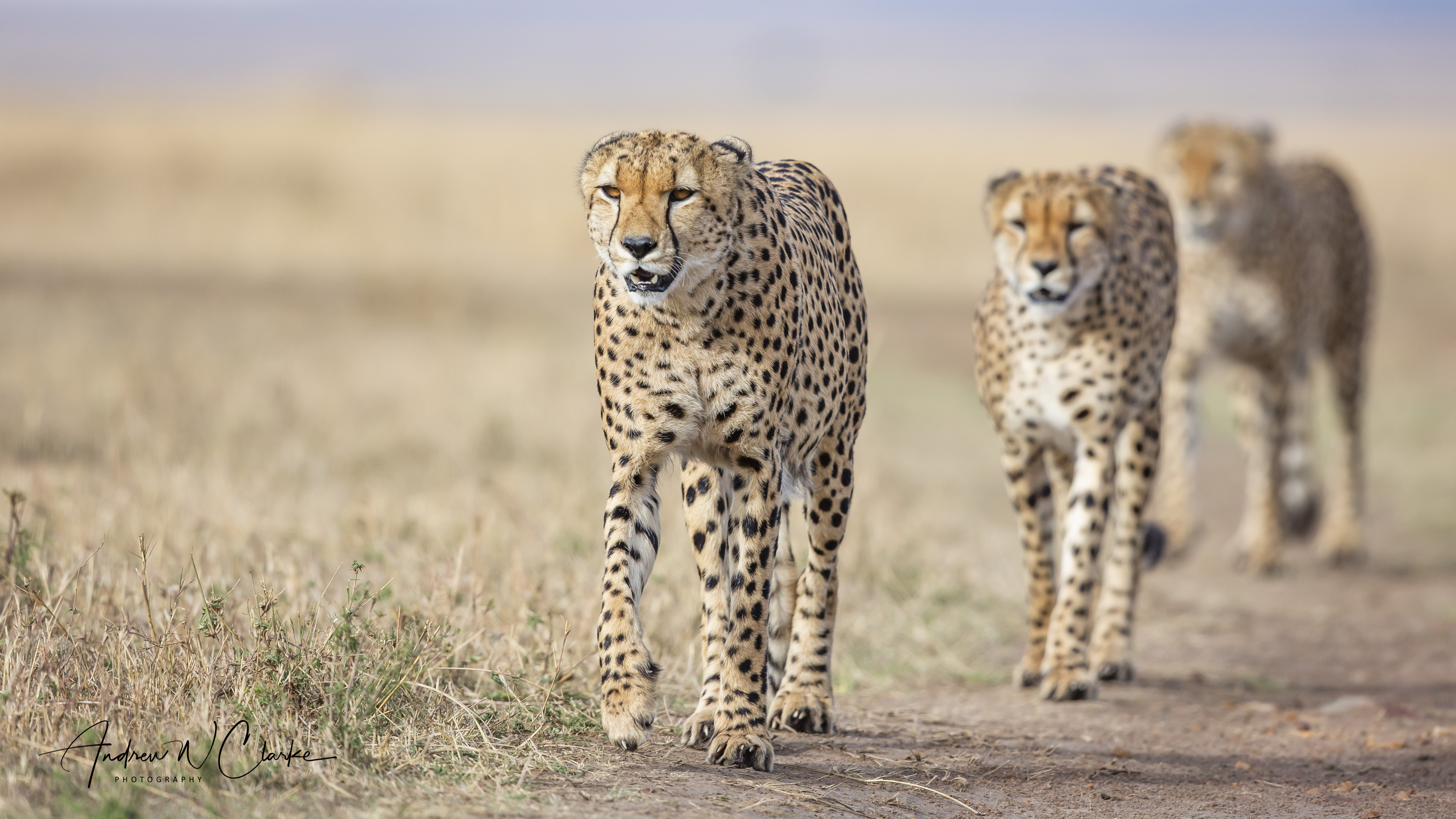 Cheetah
