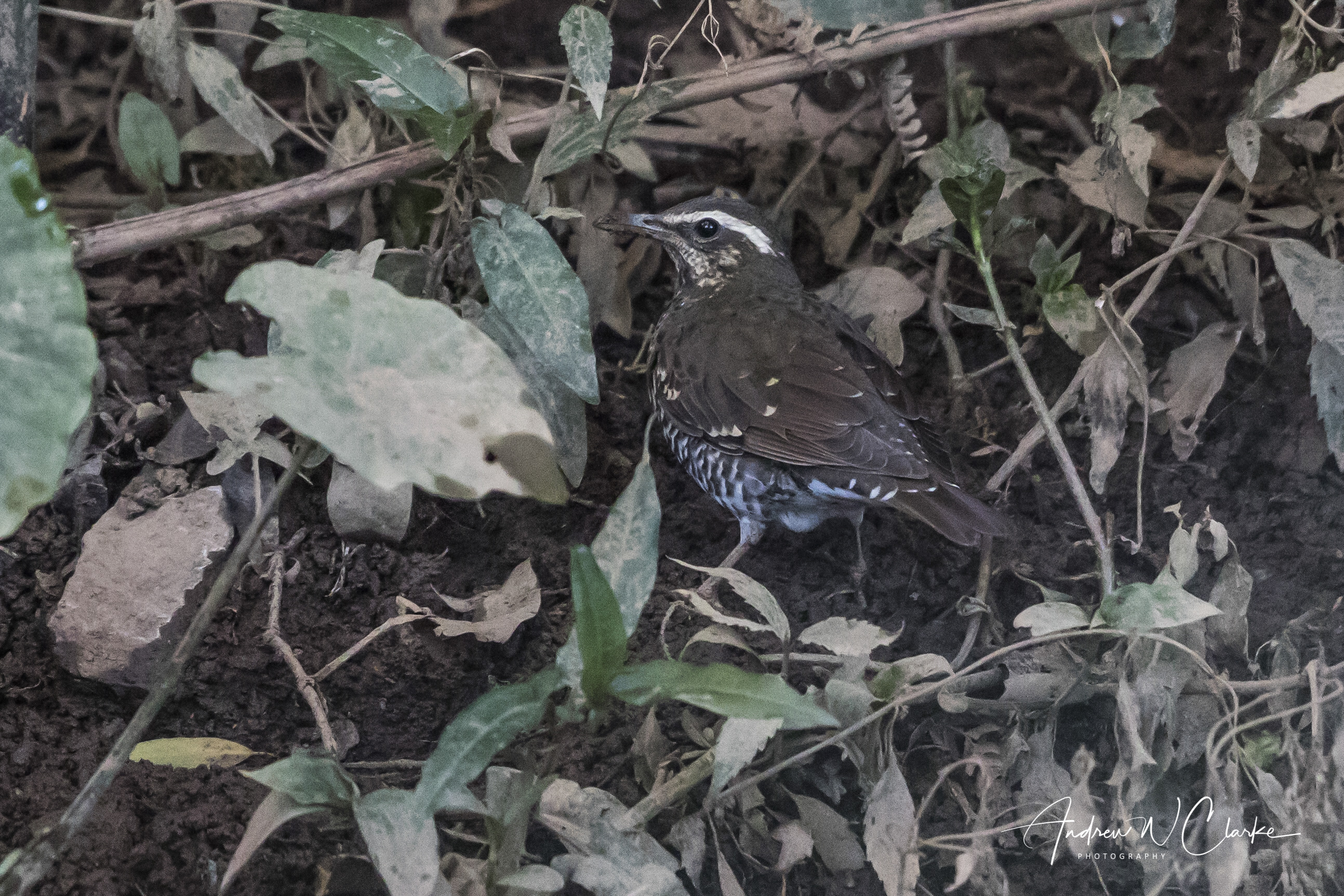 Pied Thrush