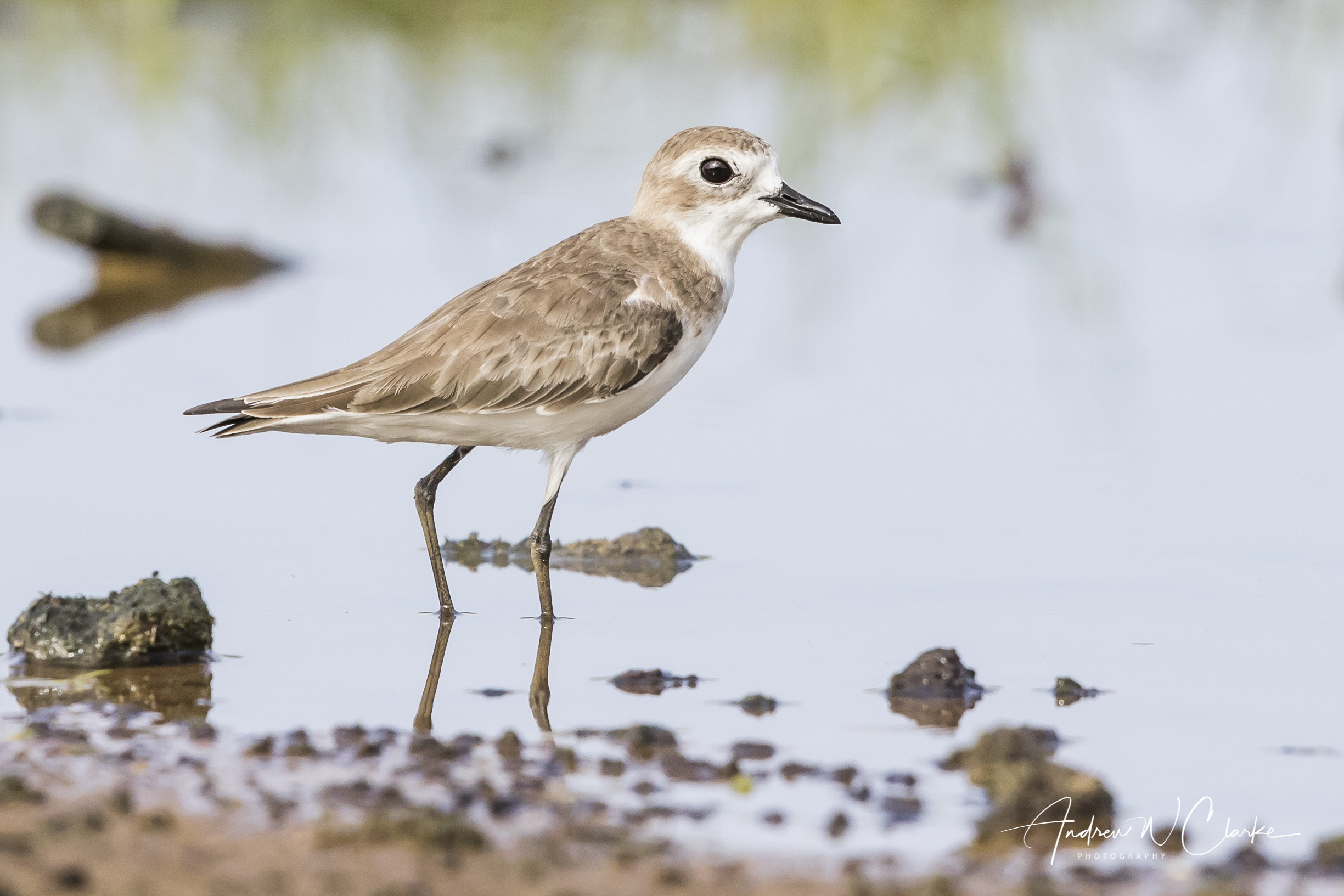 Lesser Sand-Plover