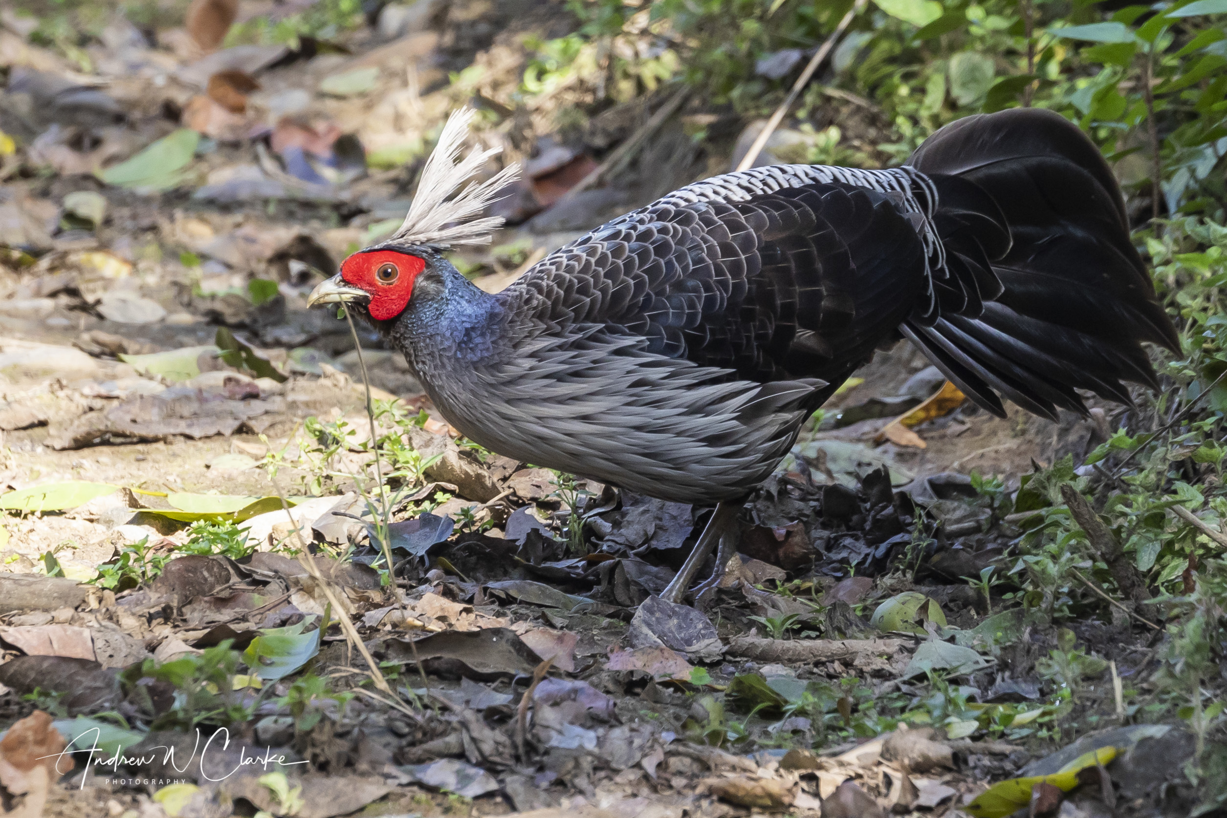 Kalij Pheasant