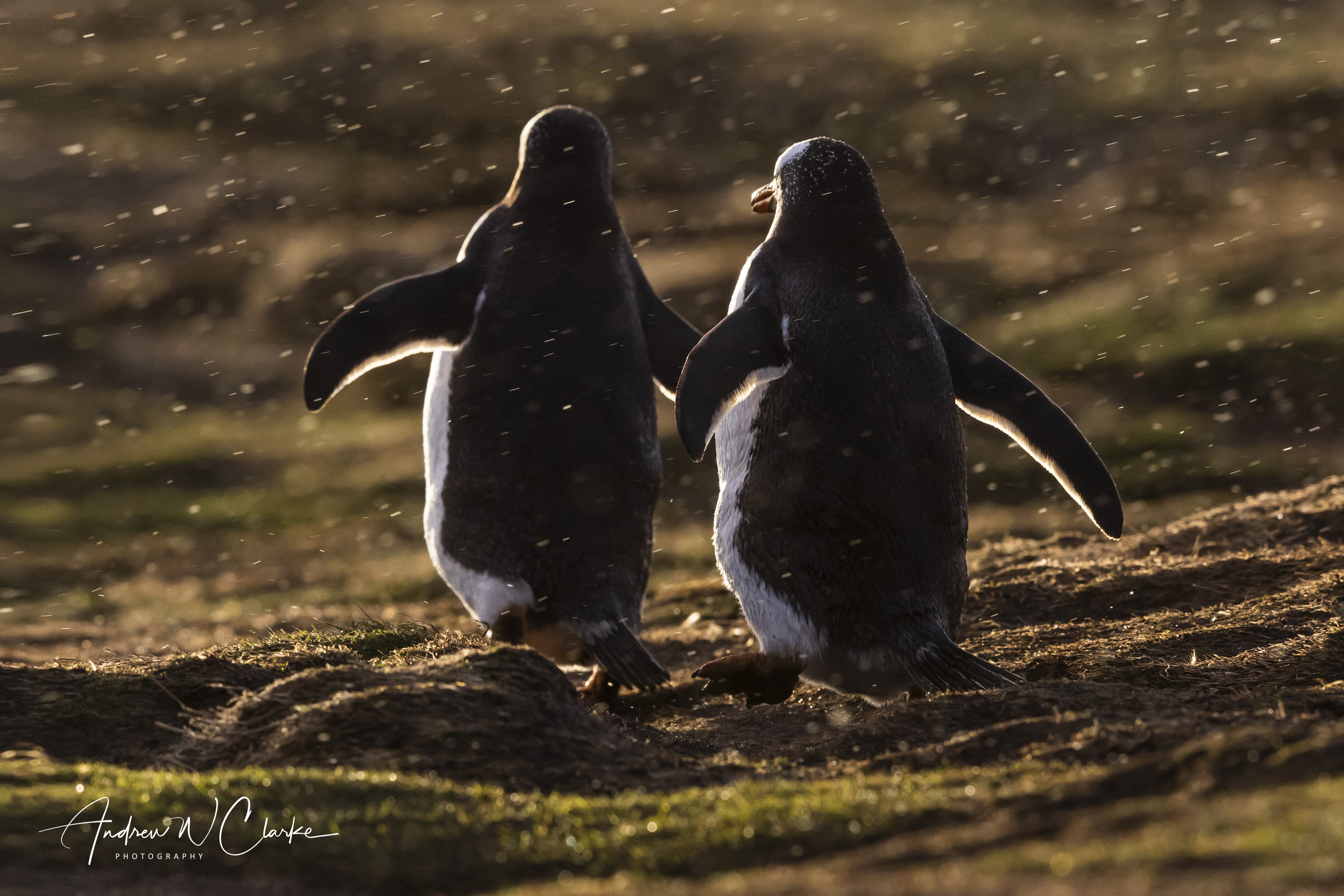 Gentoo Penguin