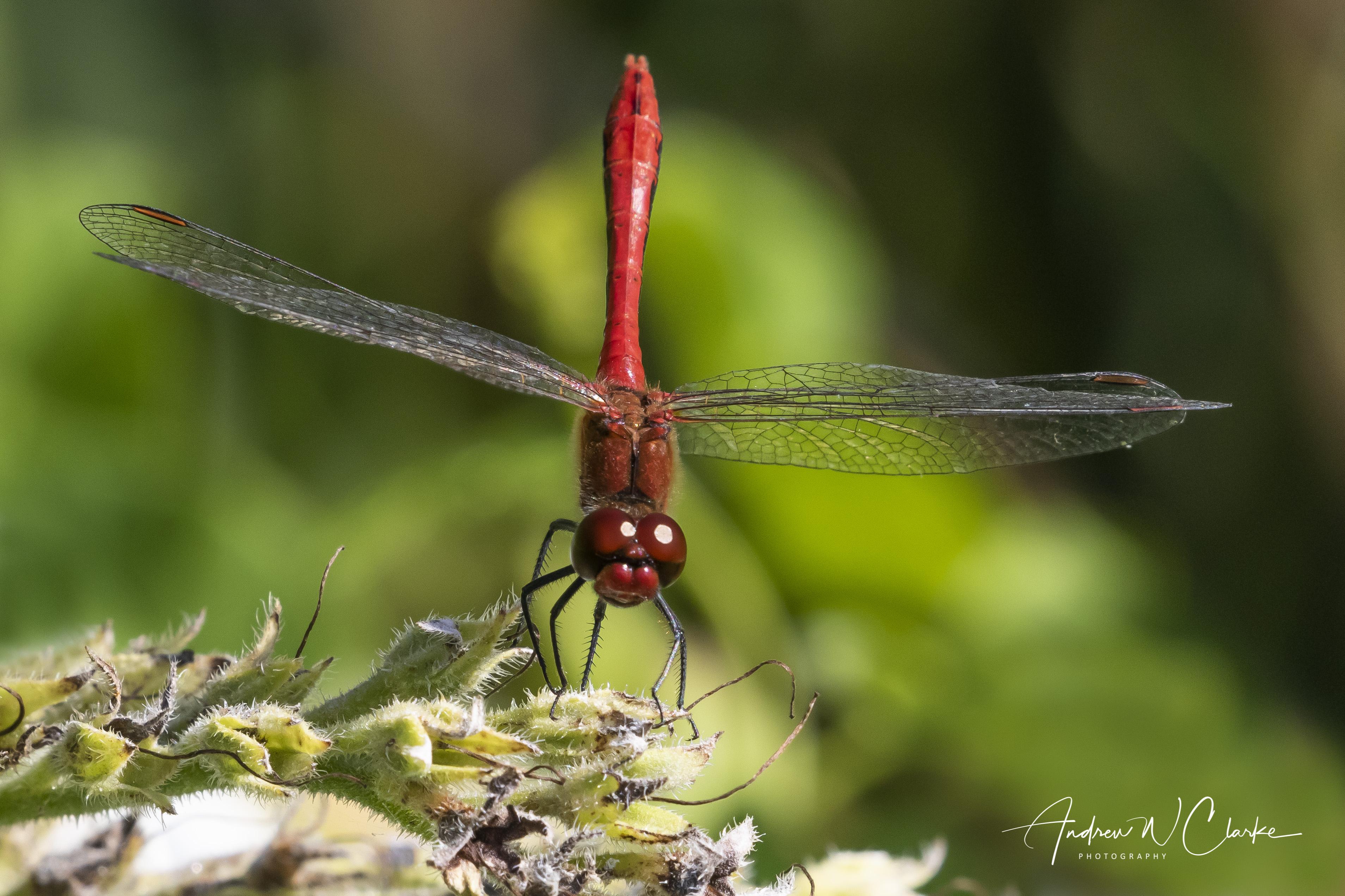 Ruddy Darter