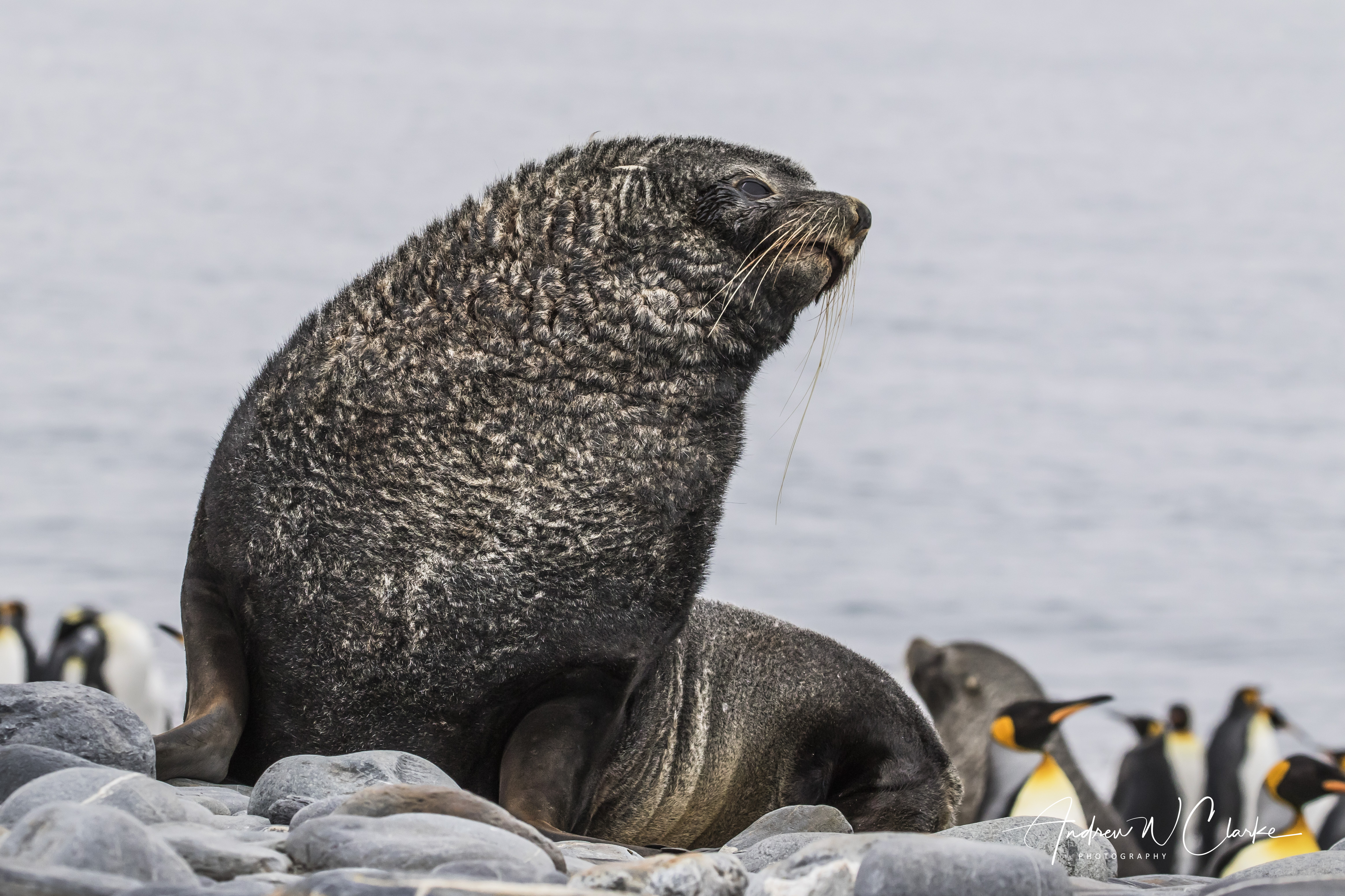 Antarctic Fur Seal