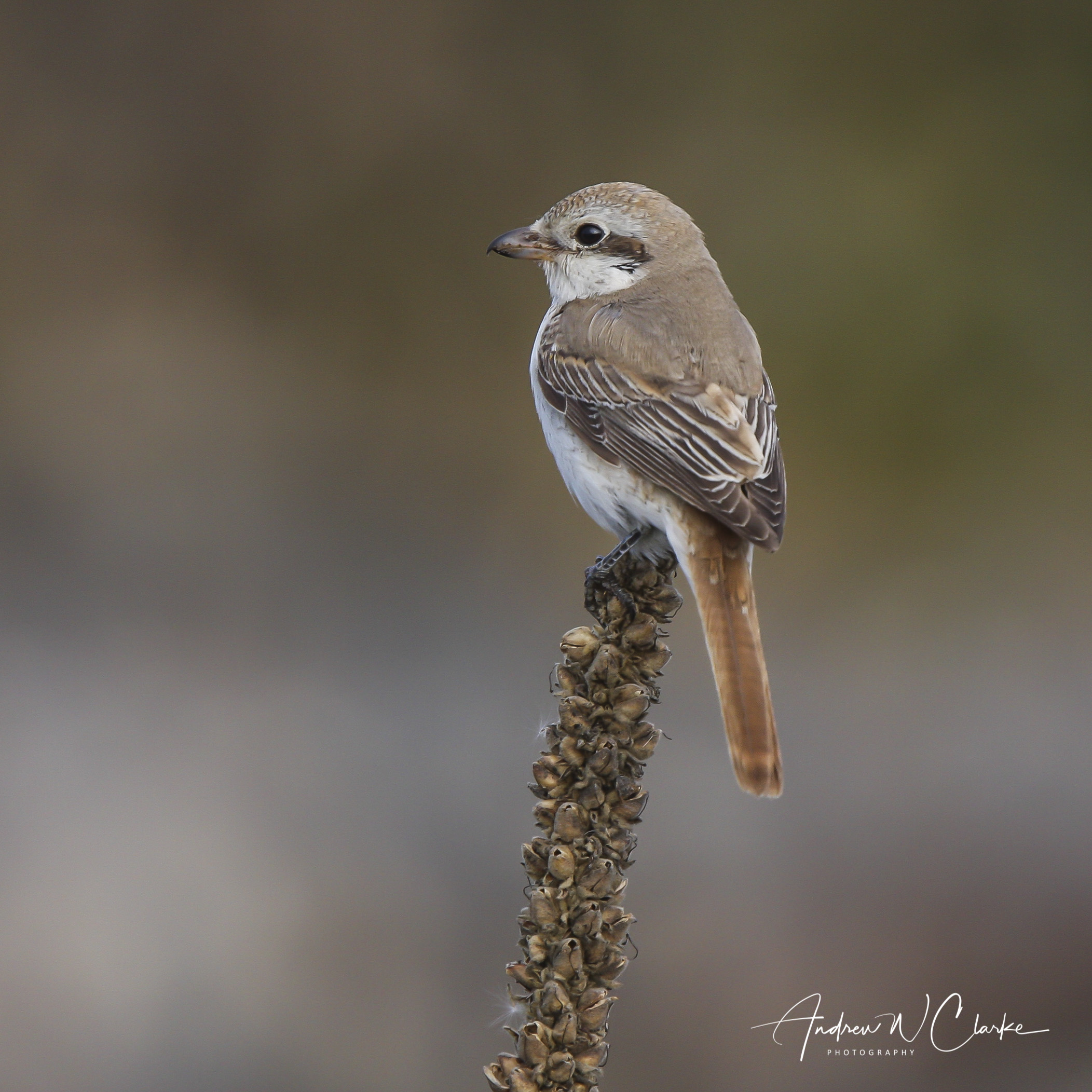 Red-tailed Shrike / Rødhalevarsler
