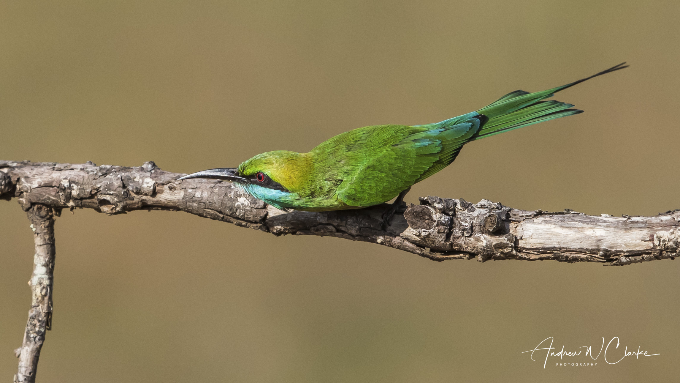Green Bee-eater