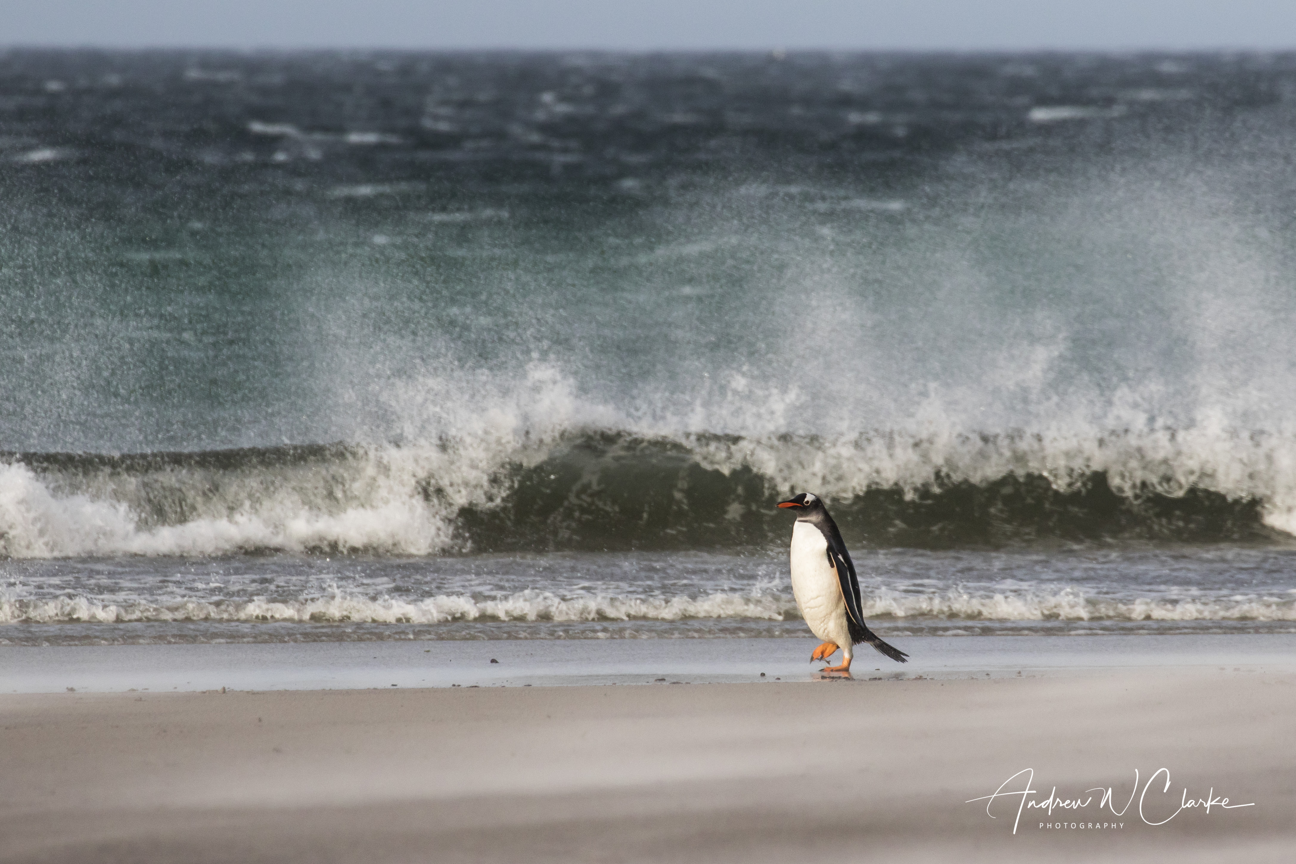 Gentoo Penguin