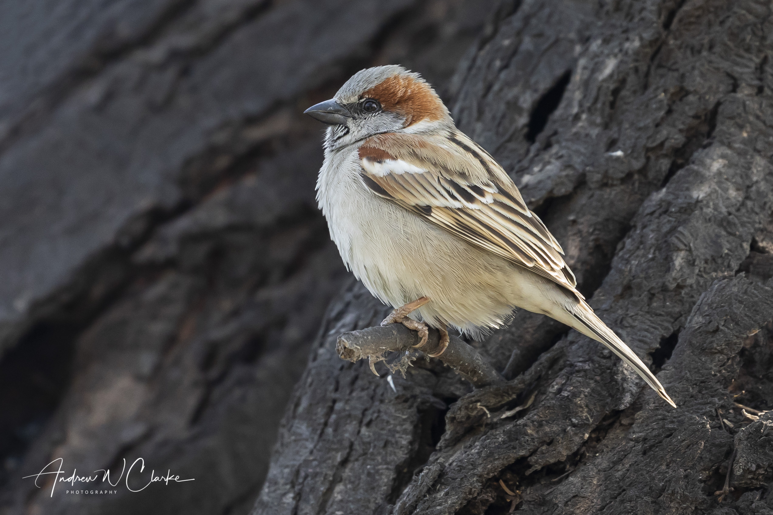 Sind Sparrow