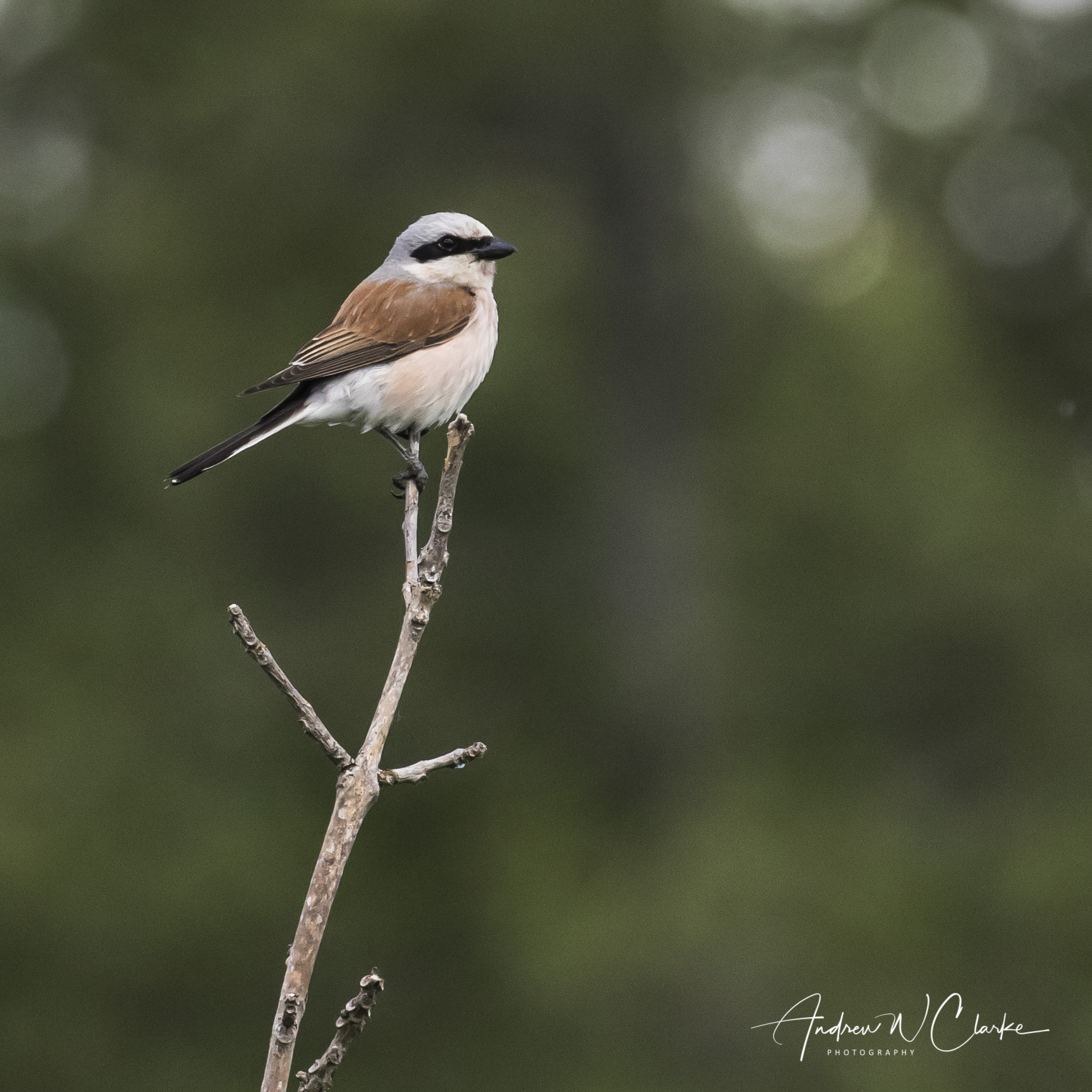 Red-backed Shrike / Tornskate