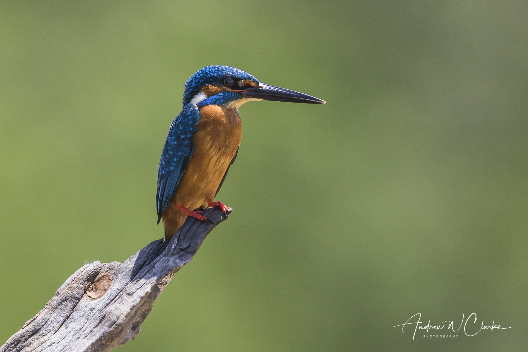 Common Kingfisher