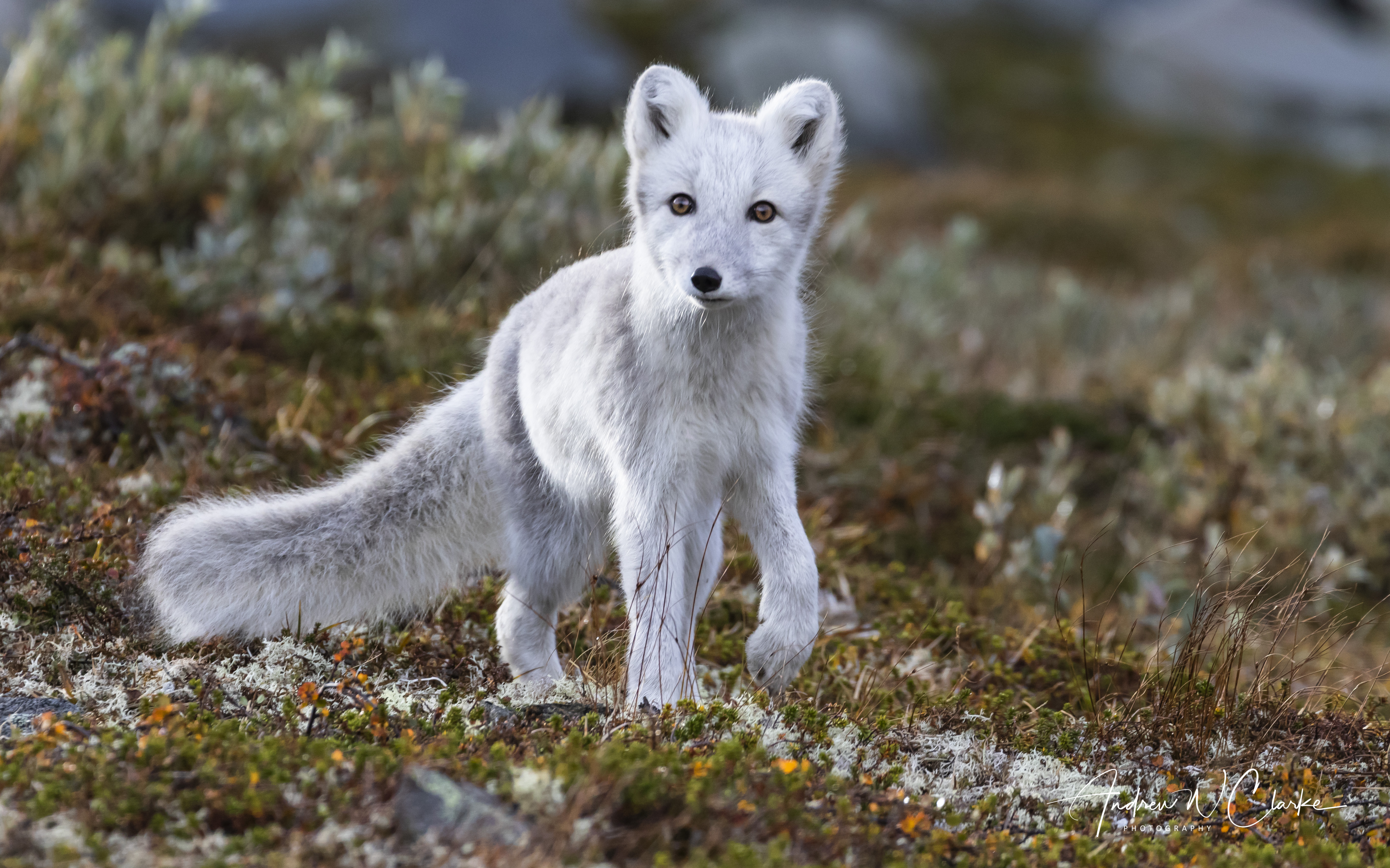 Arctic Fox