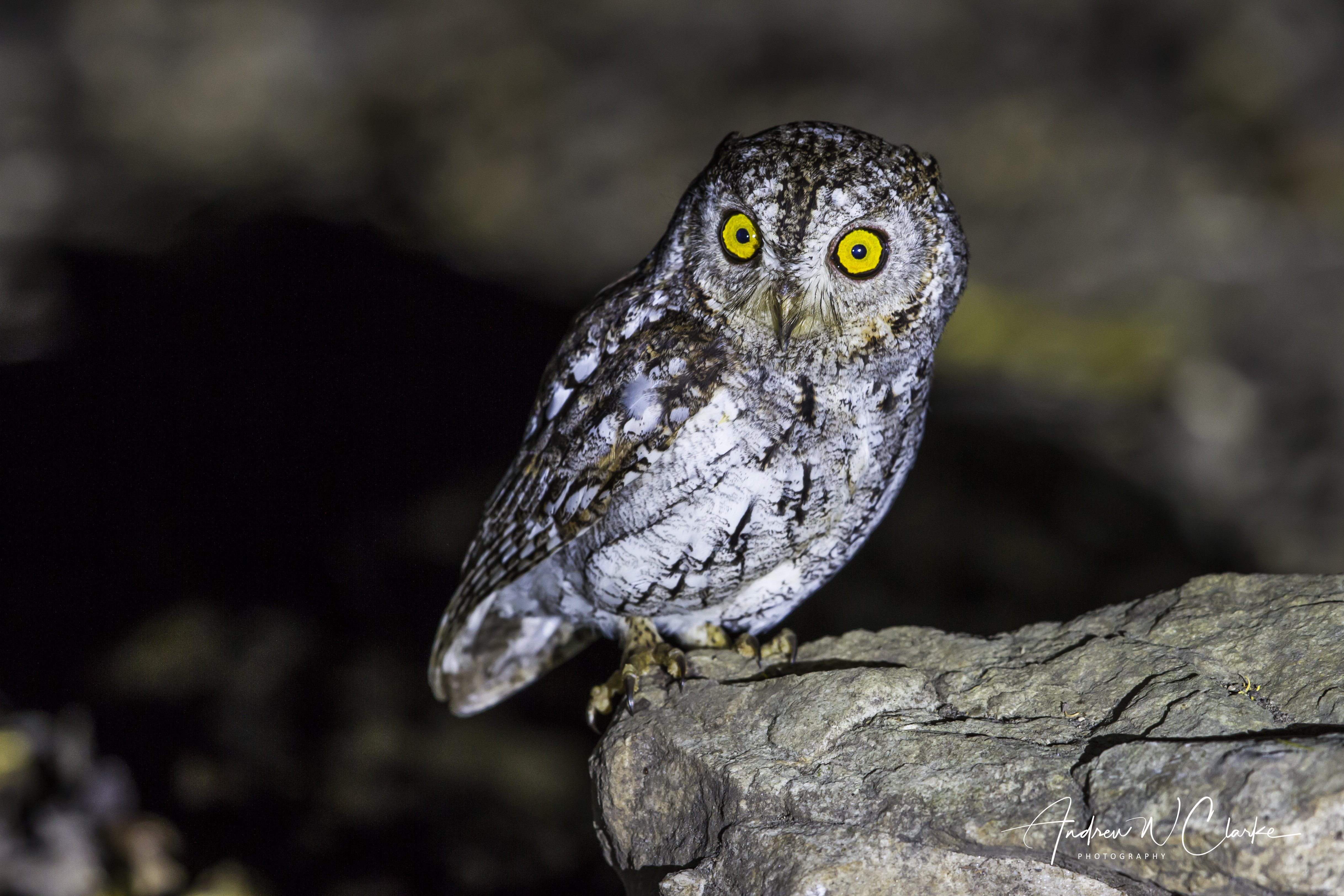 Oriental Scops Owl
