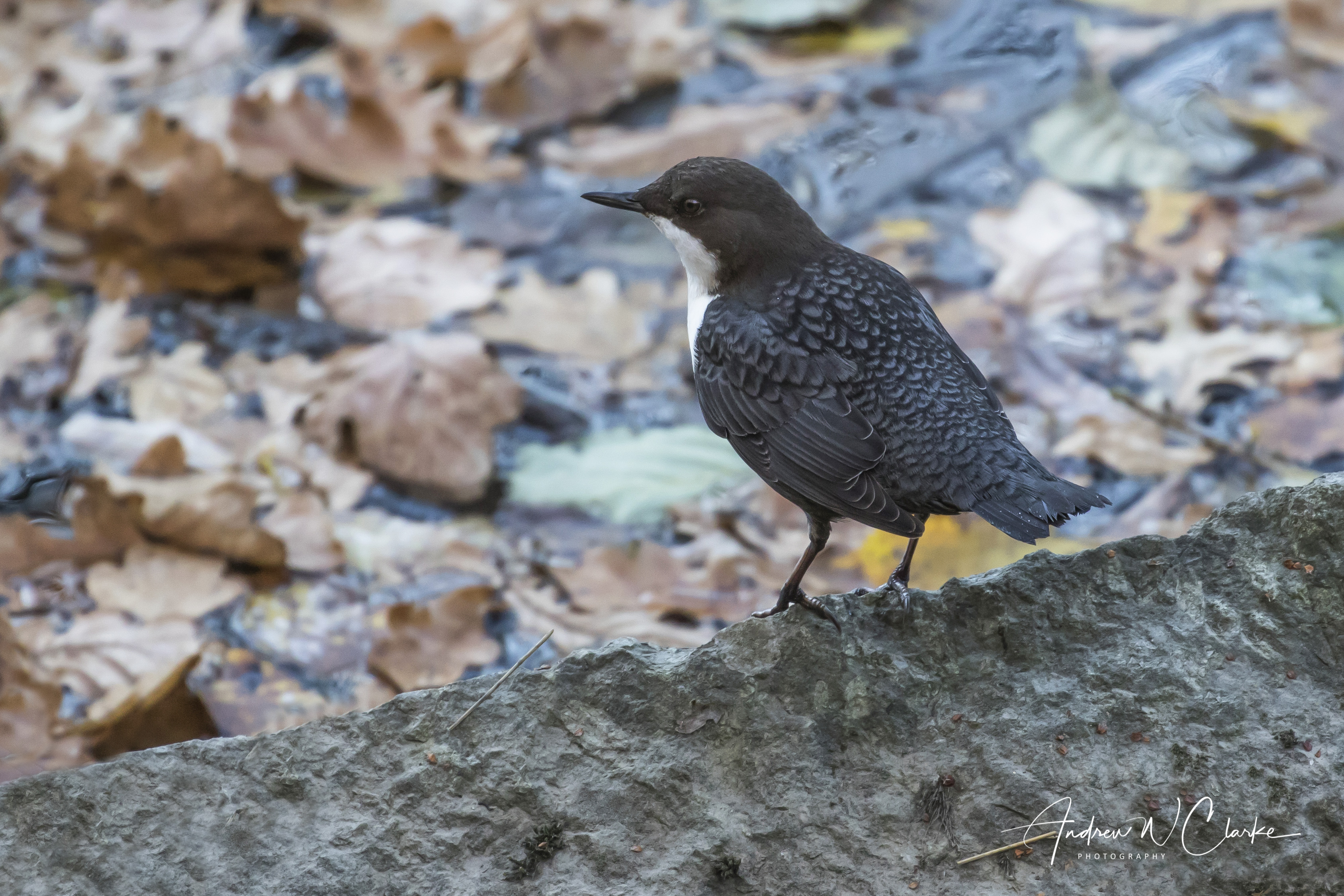 White-throated Dipper / Fossekall