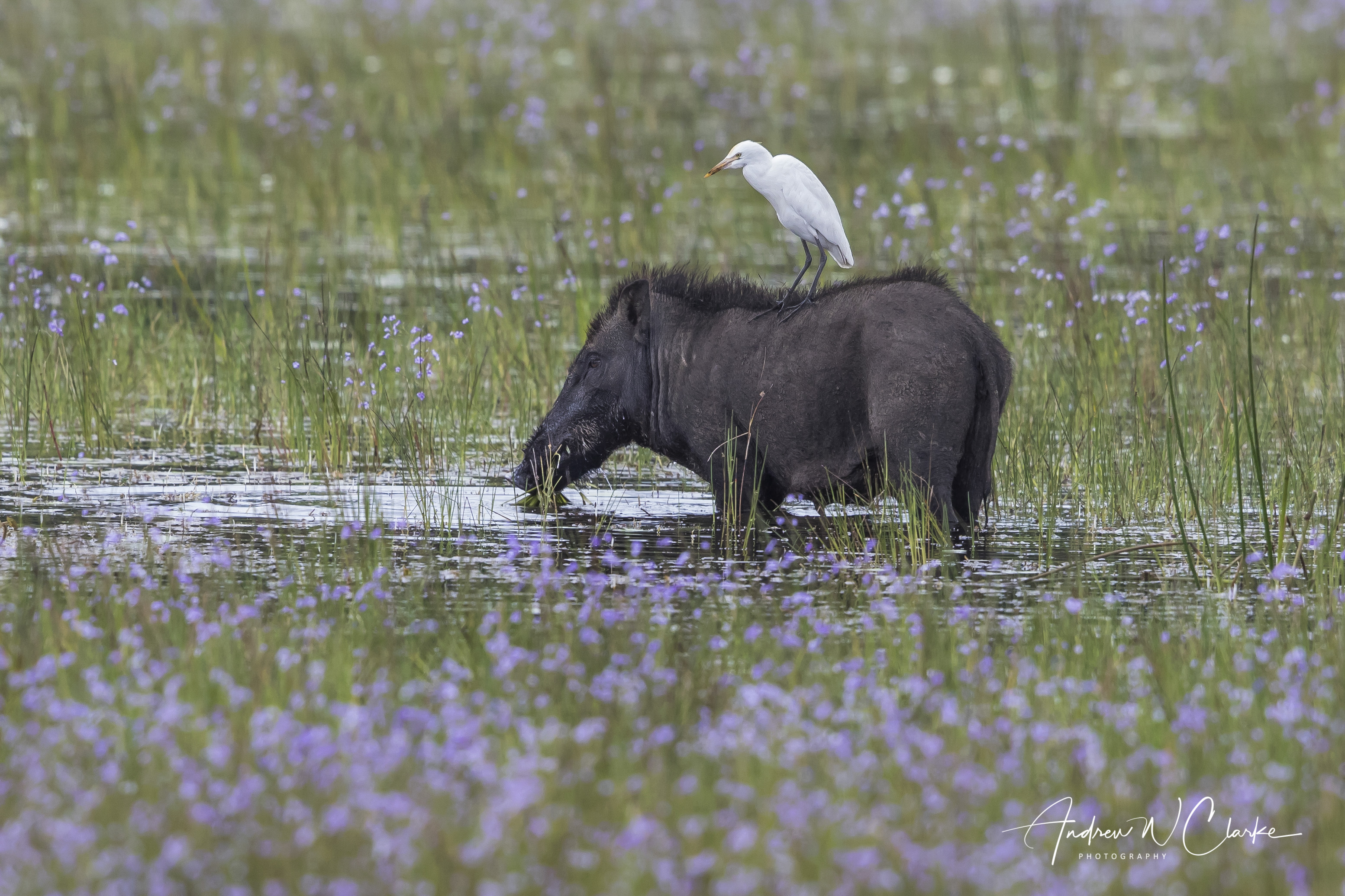Wild Boar (with Cattle Egret)